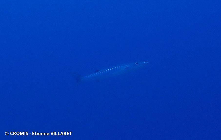 Barracuda à nageoires noires