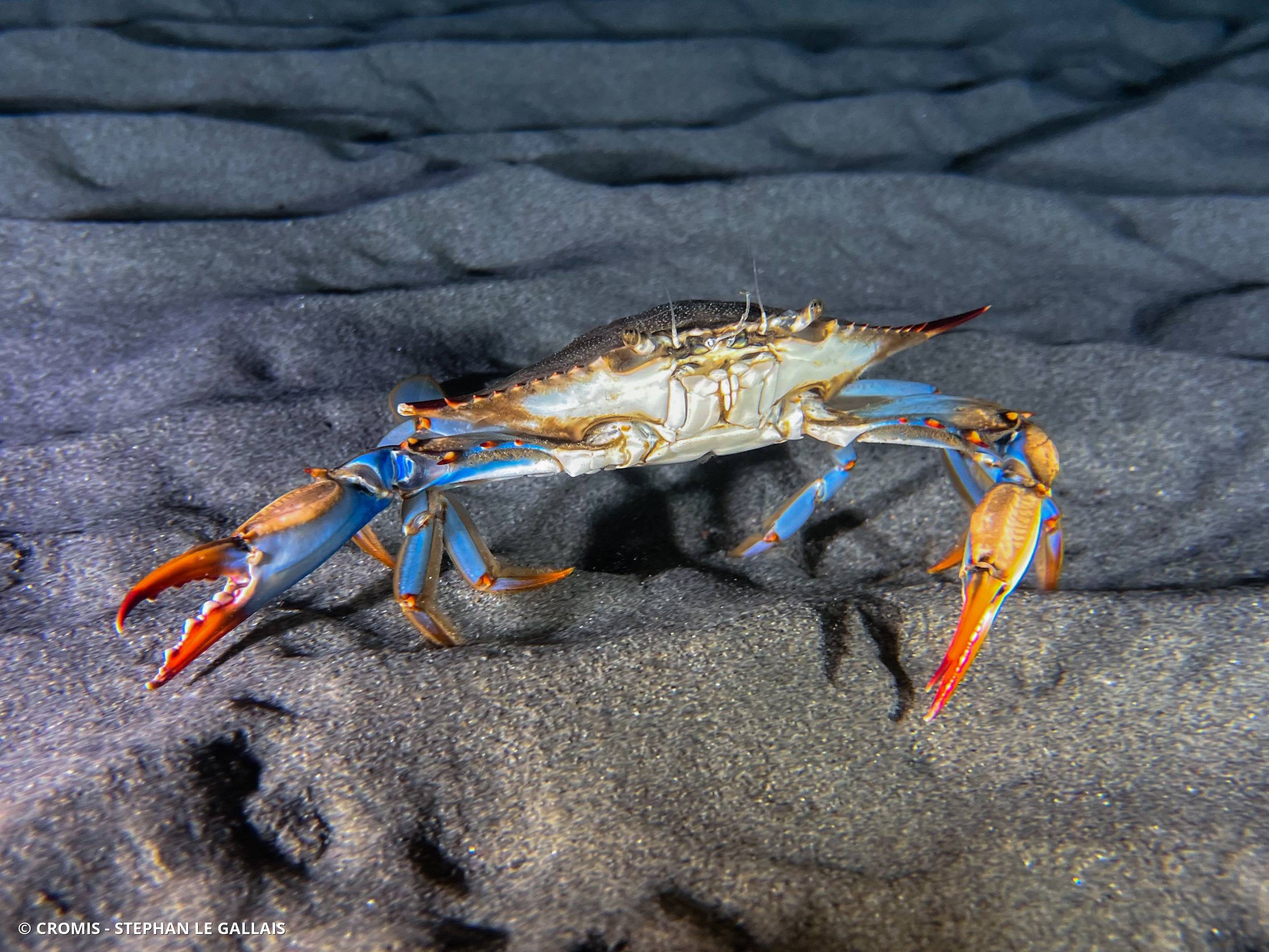 Crabe bleu américain