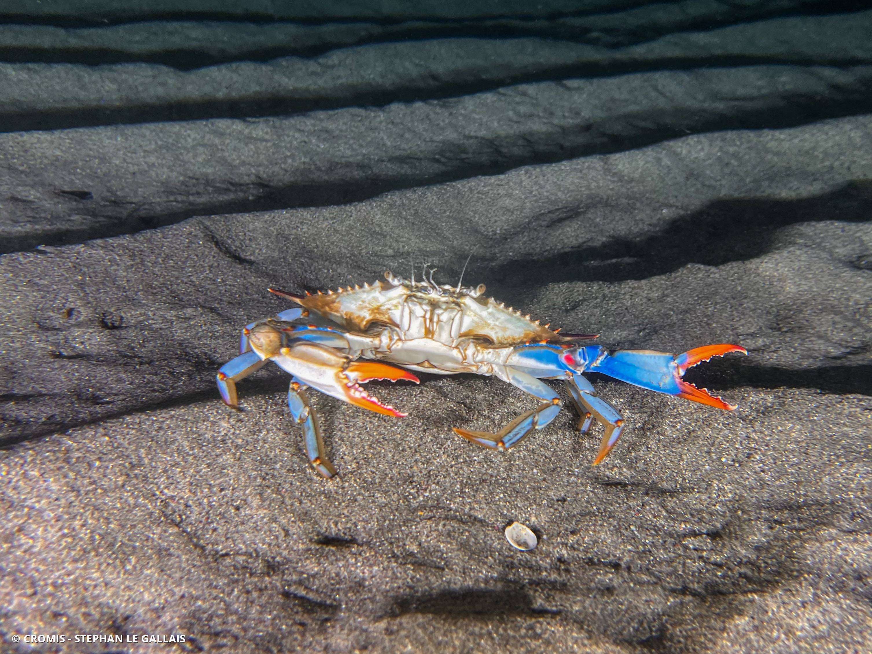 Crabe bleu américain
