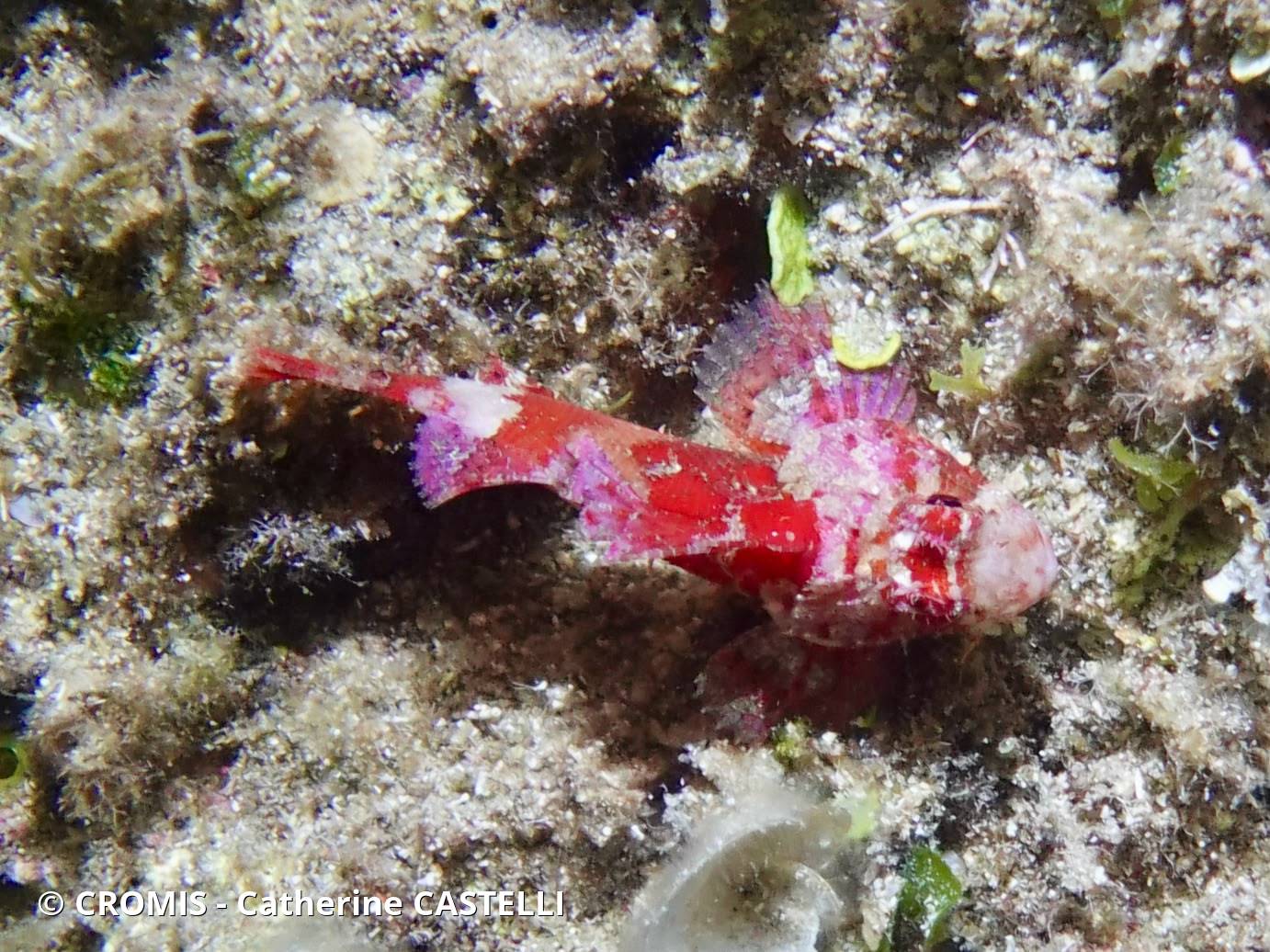 Petite rascasse rouge
