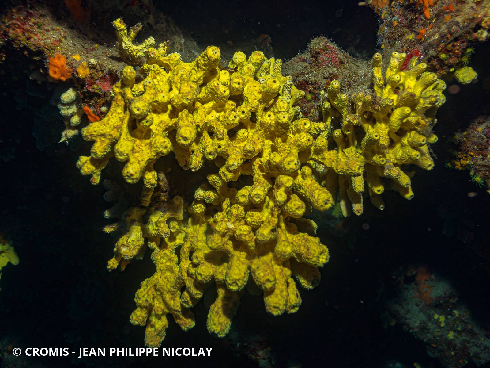 Eponge cavernicole jaune