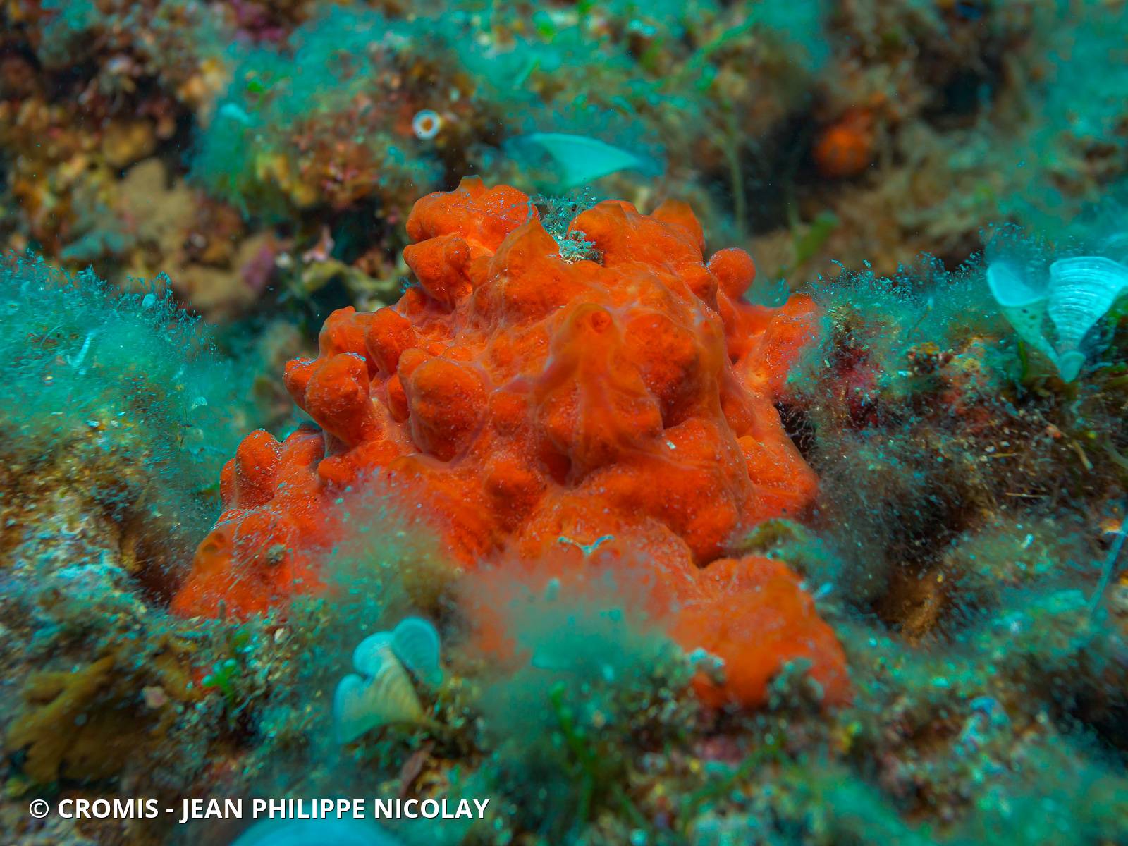 Eponge encroûtante orange-rouge