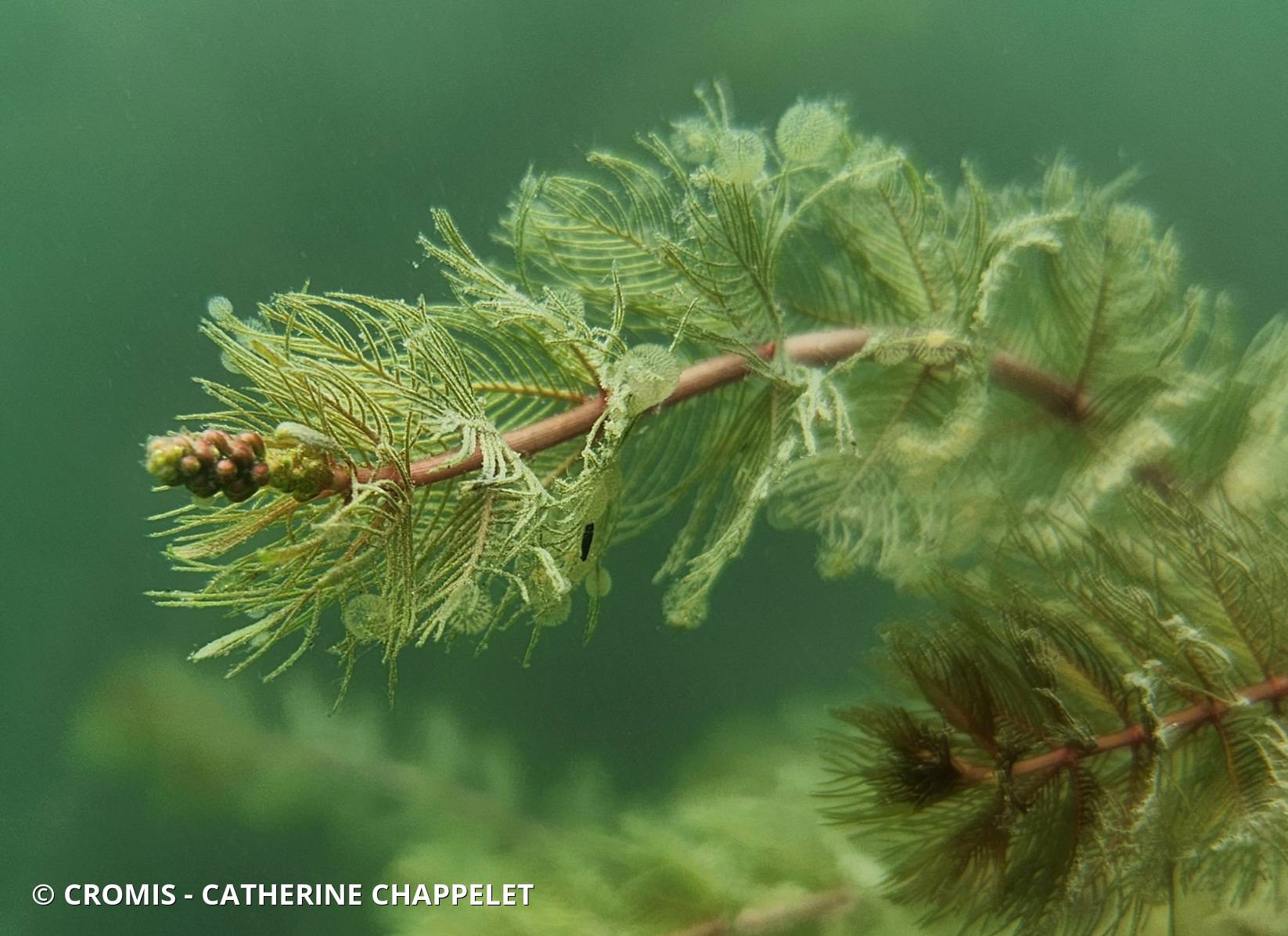 Myriophylle