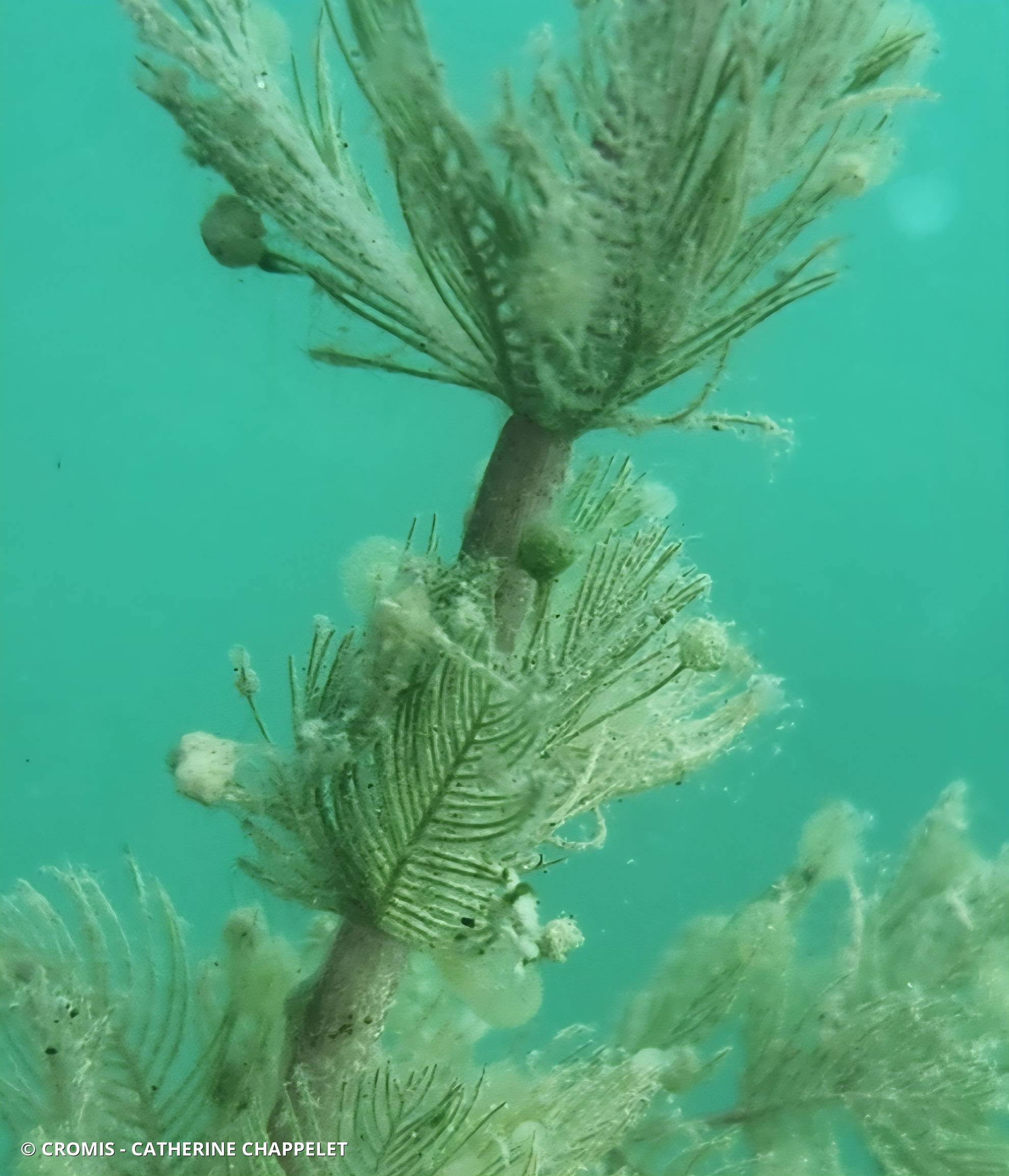 Myriophylle