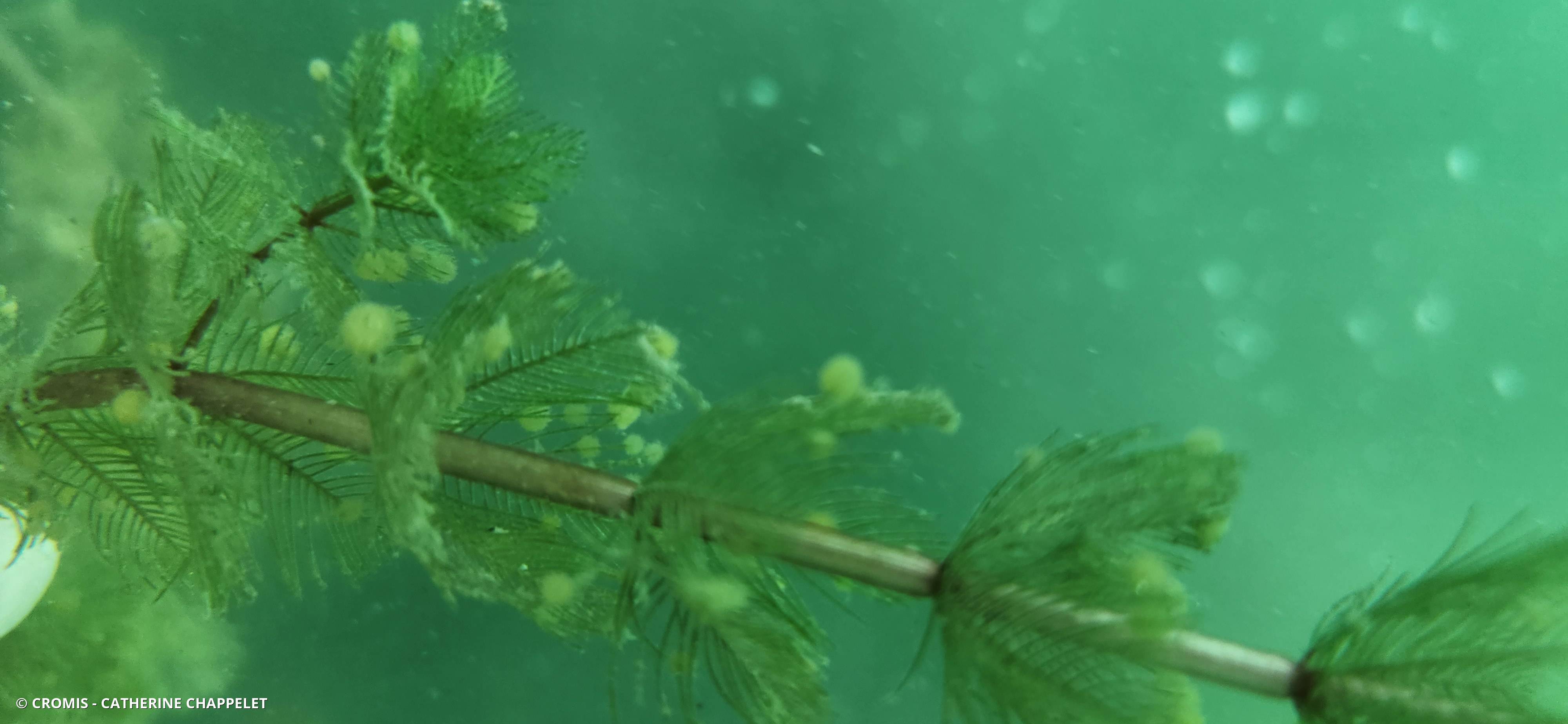 Myriophylle