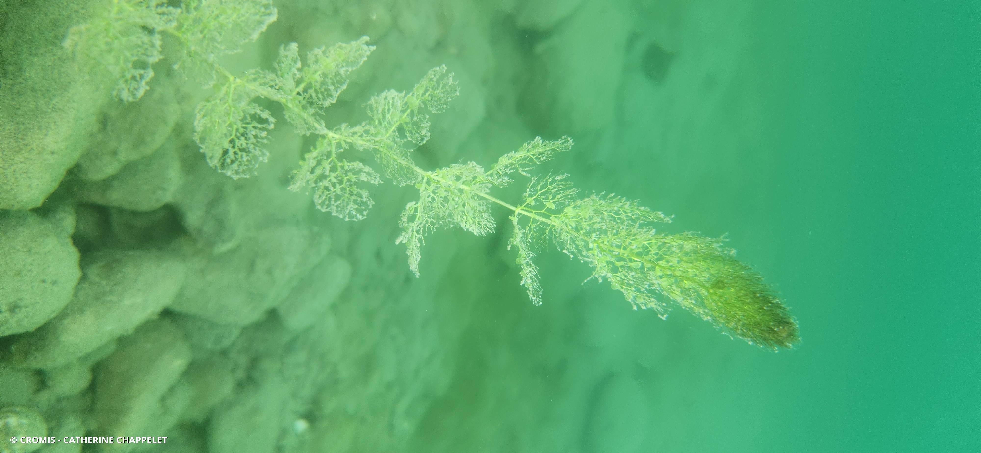 Utriculaire vulgaire