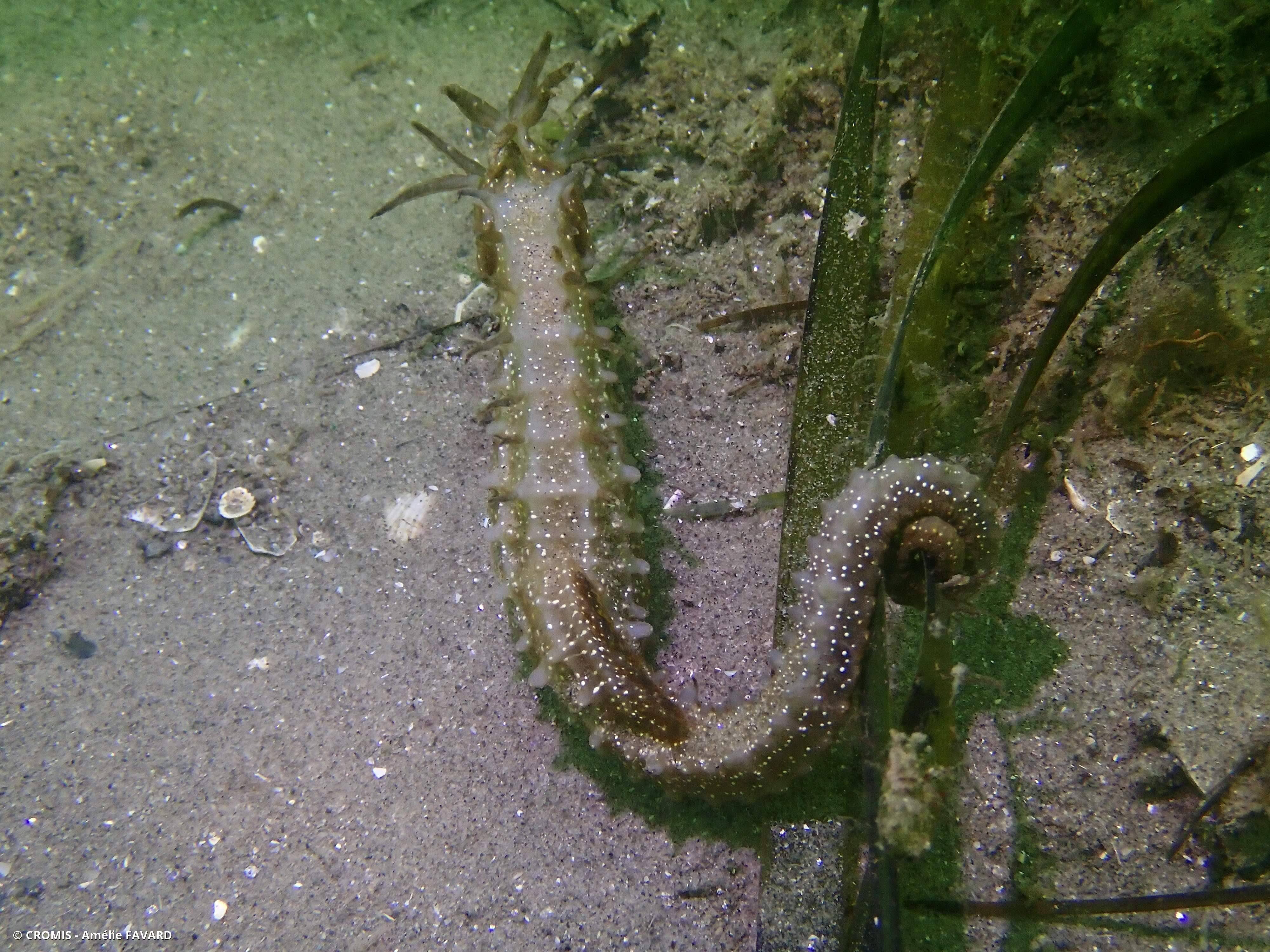 Hippocampe moucheté