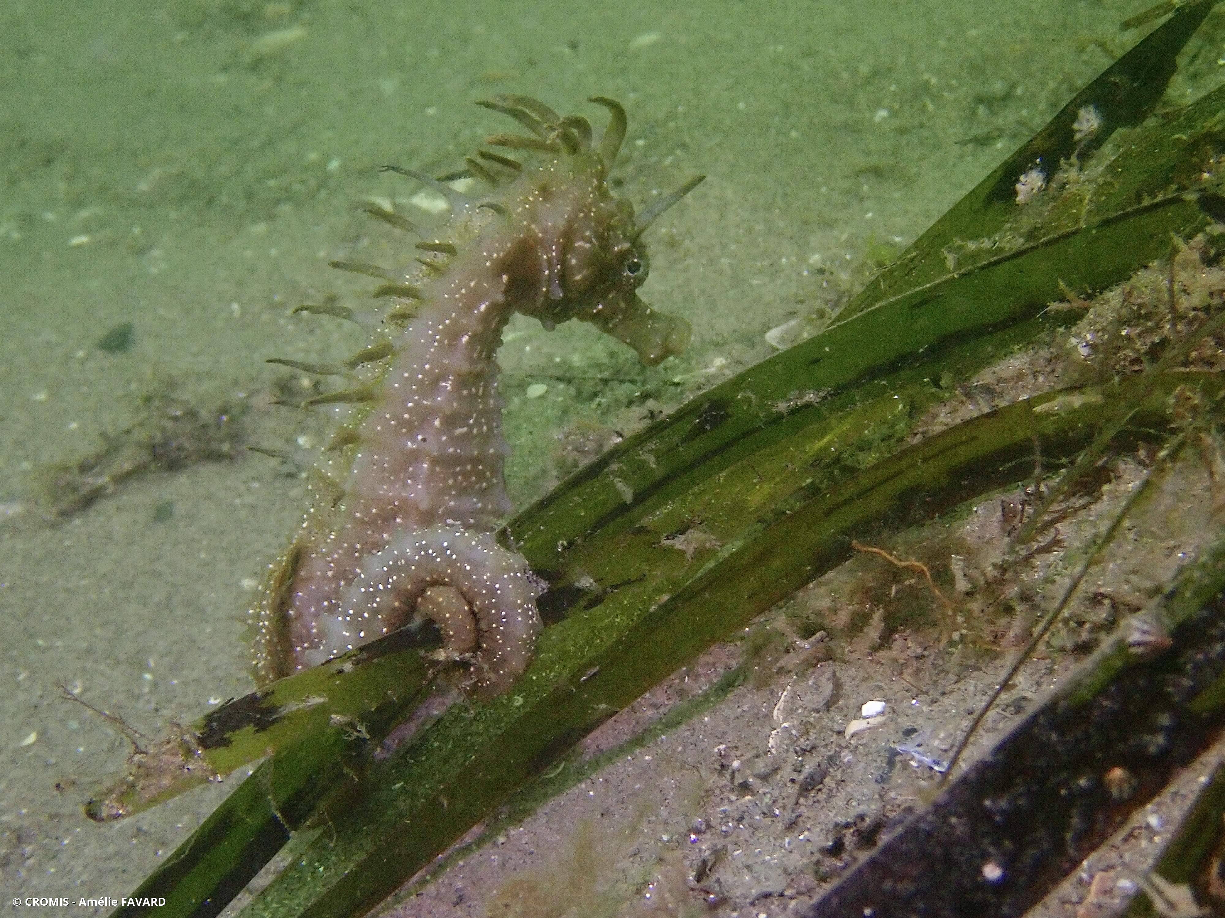 Hippocampe moucheté