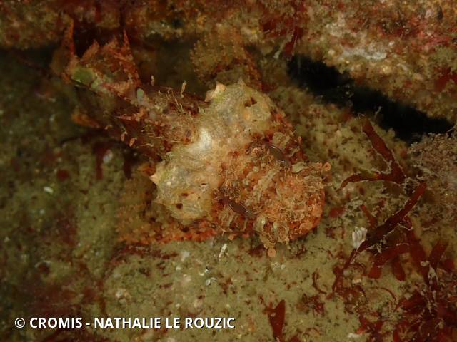 Petite rascasse rouge