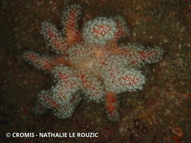 Alcyon rouge