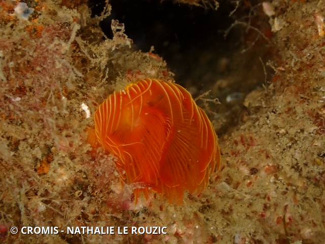 Protule rouge