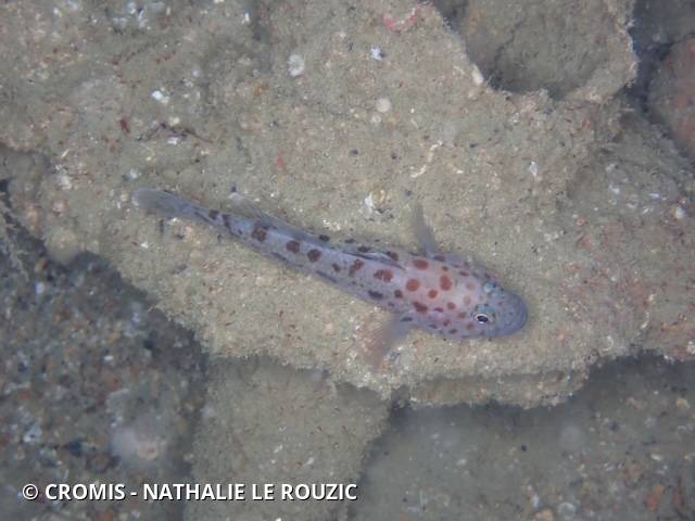 Gobie léopard
