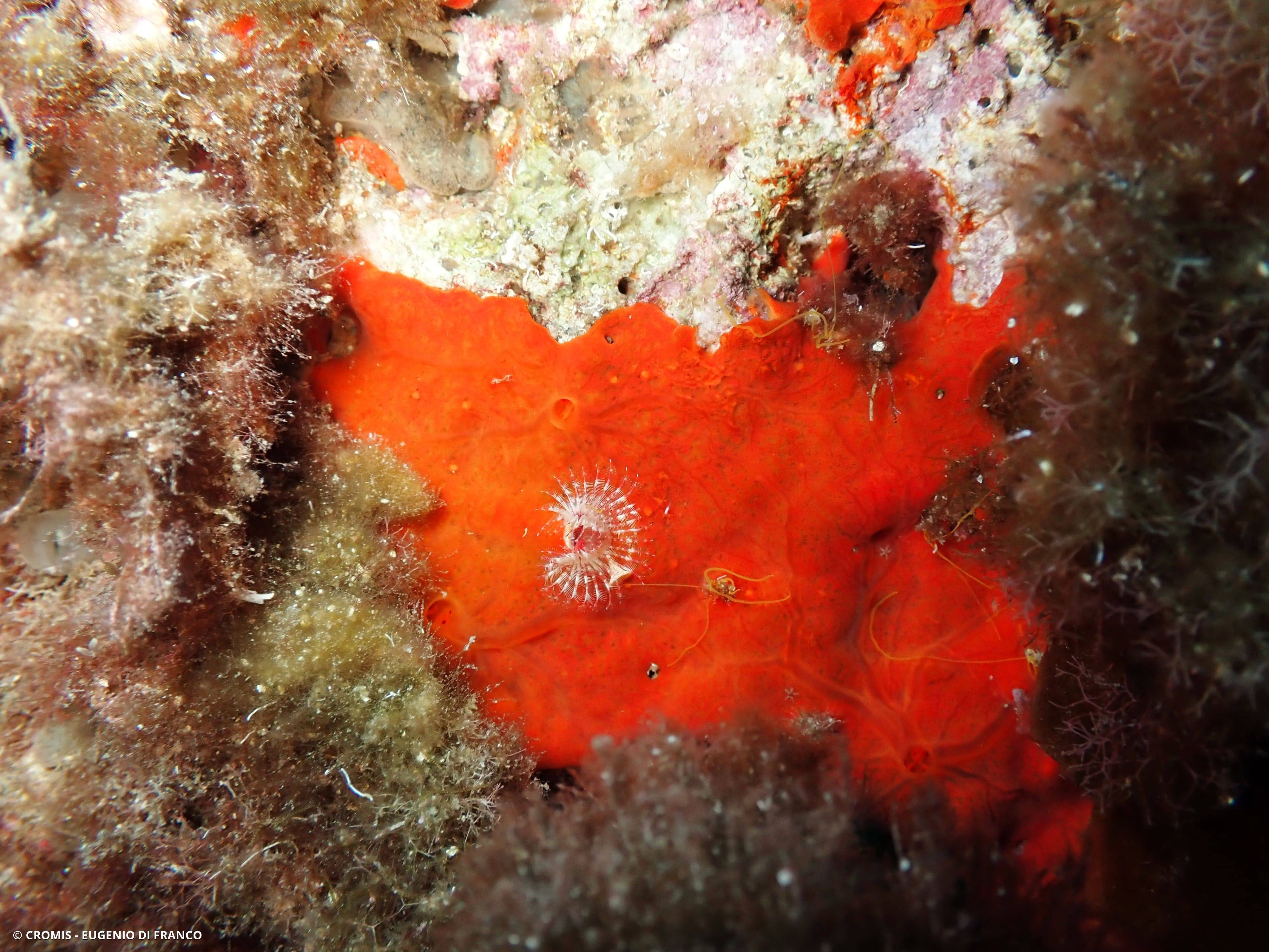 Serpule