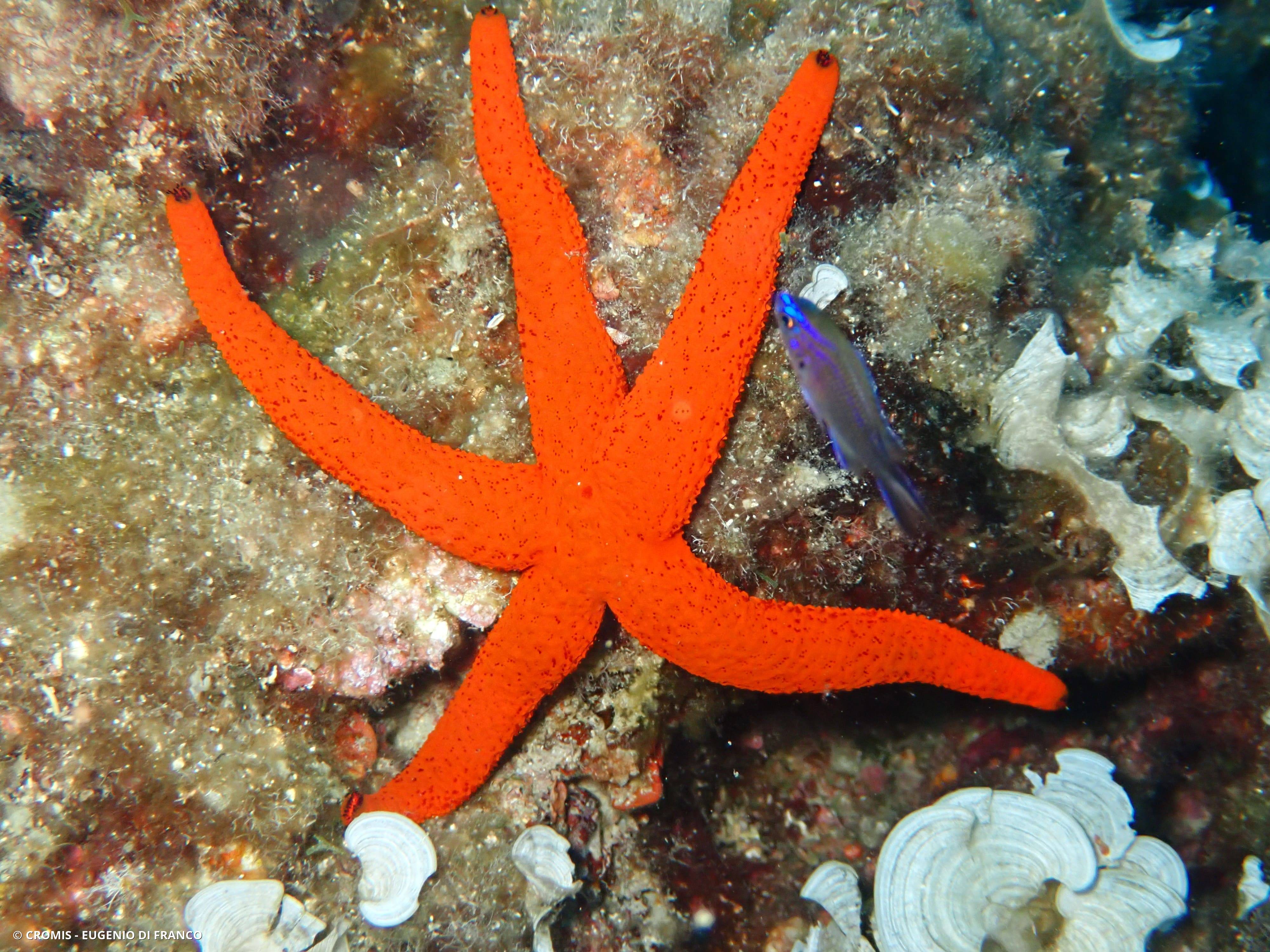 Etoile de mer rouge