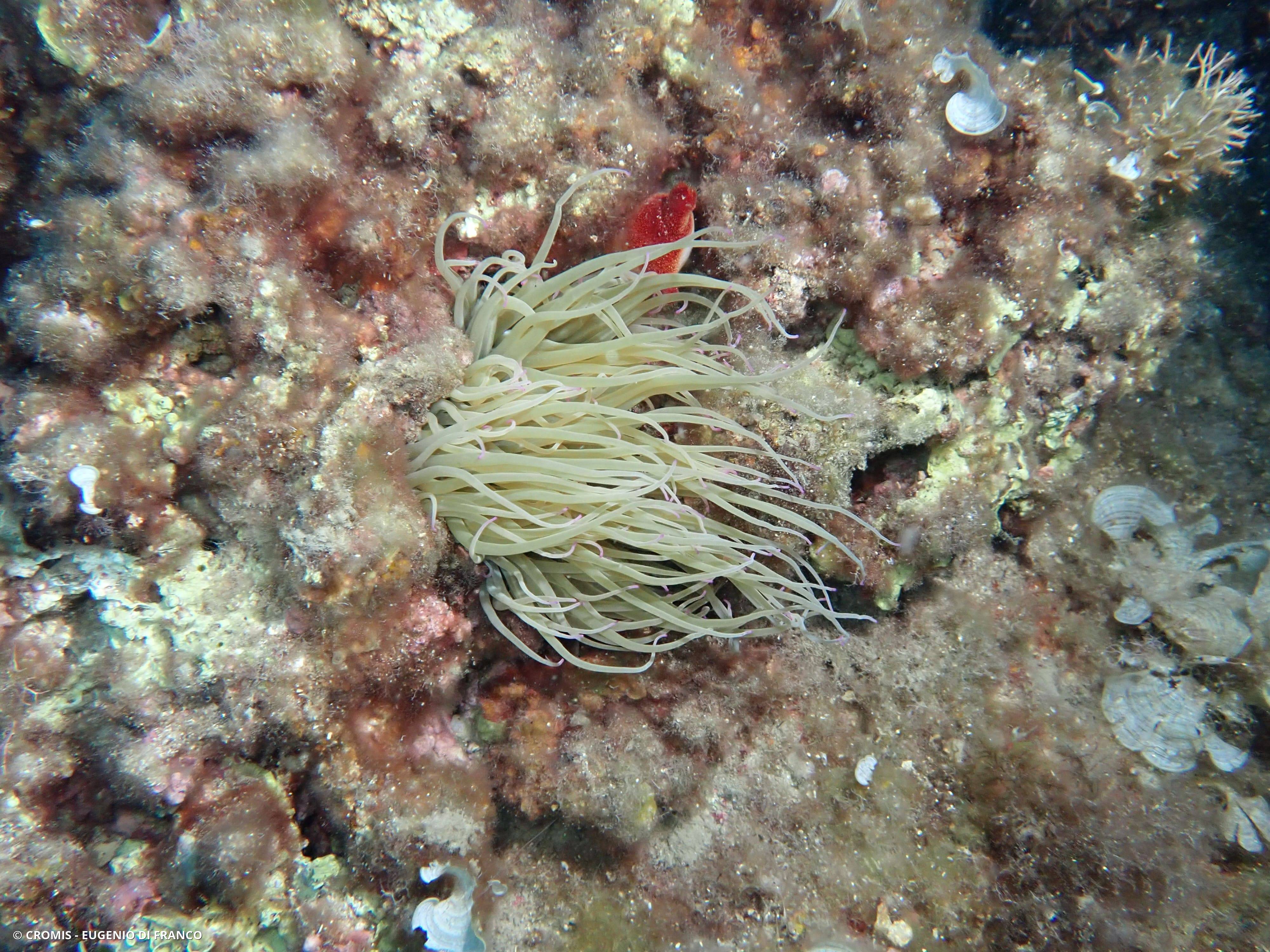 Anémone de mer verte