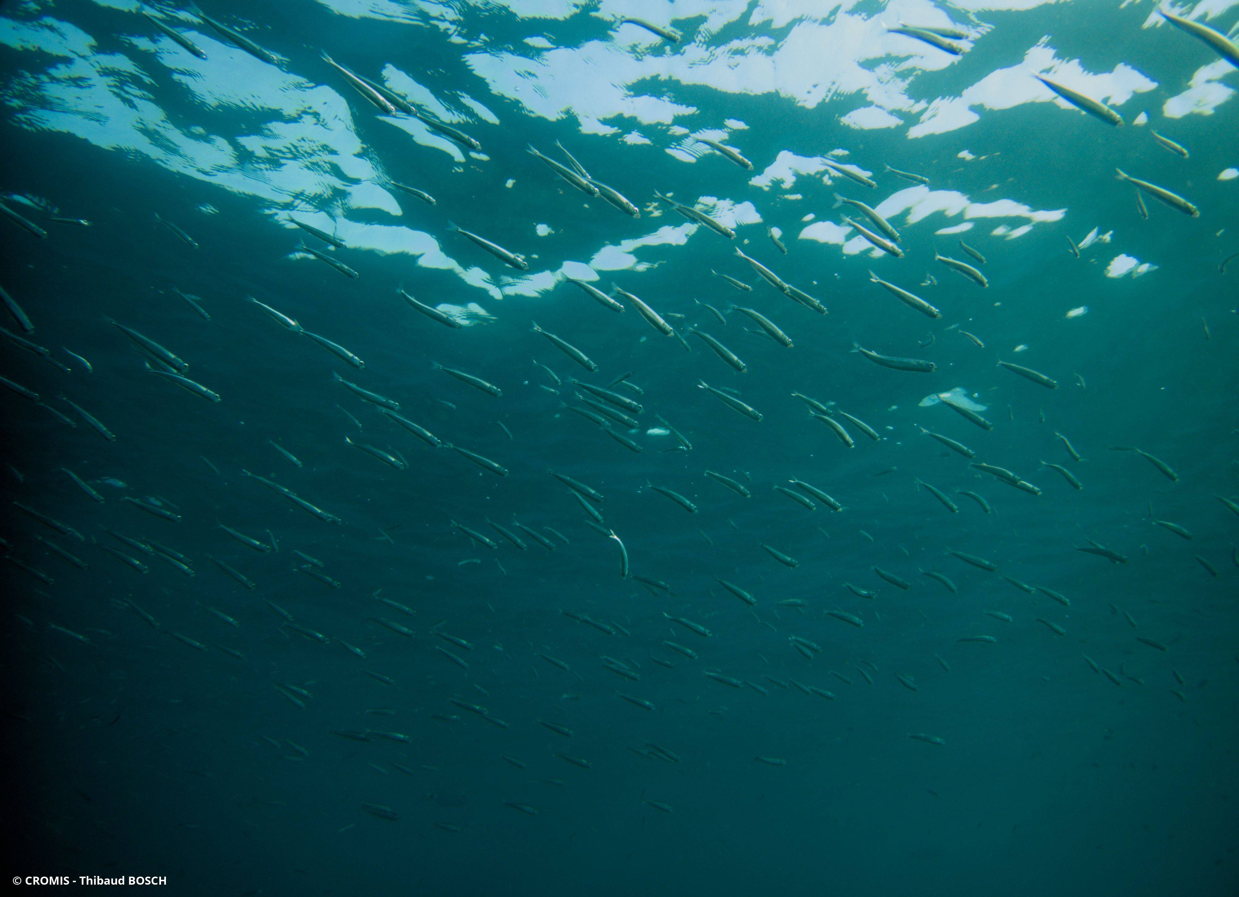 Anchois commun