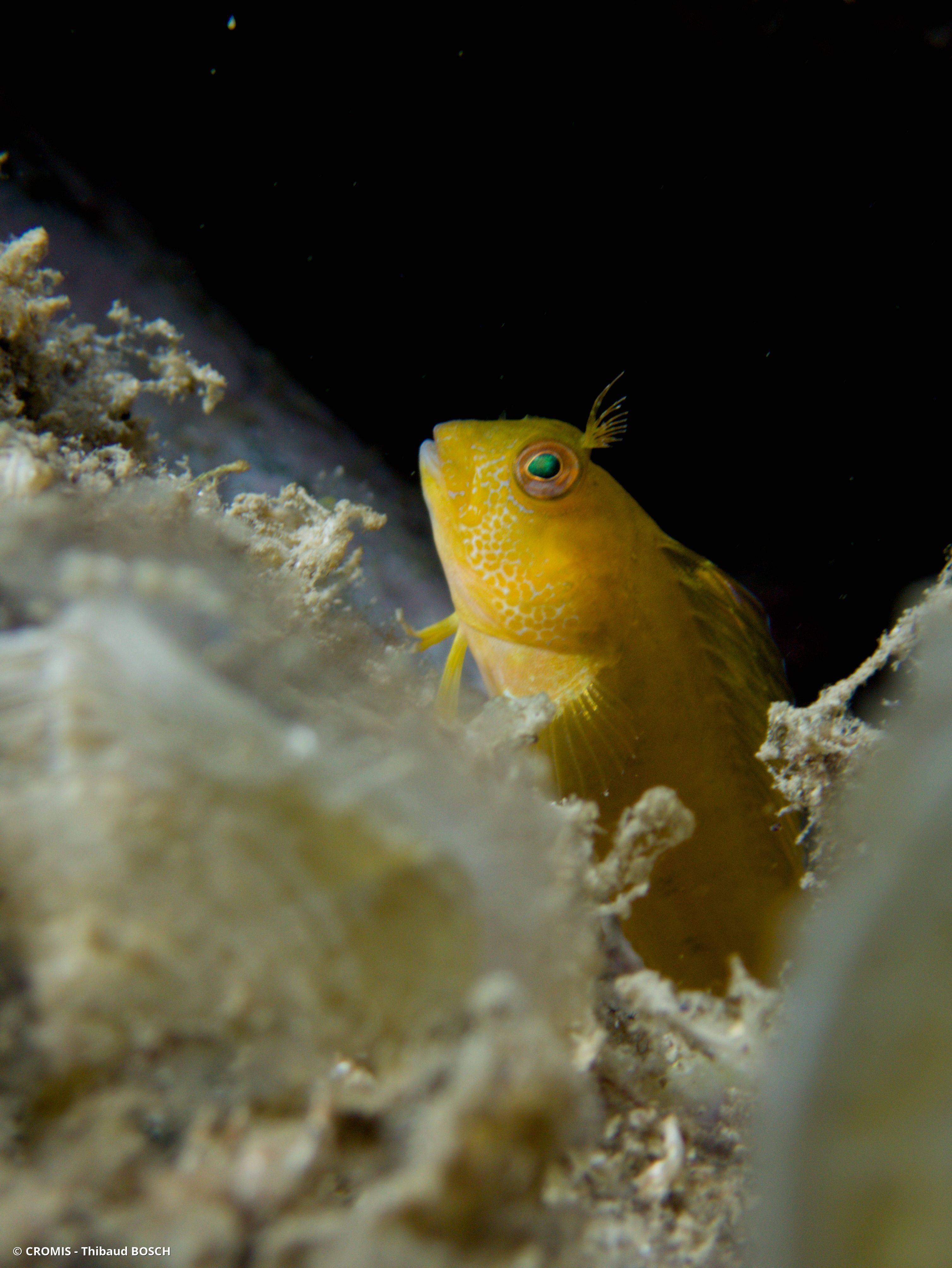 Blennie pilicorne