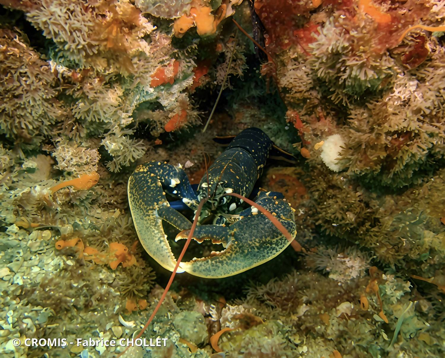 Homard européen