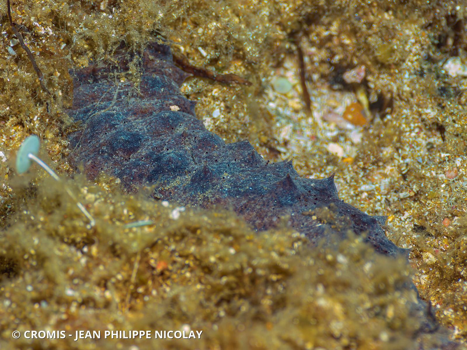 Holothurie tubuleuse