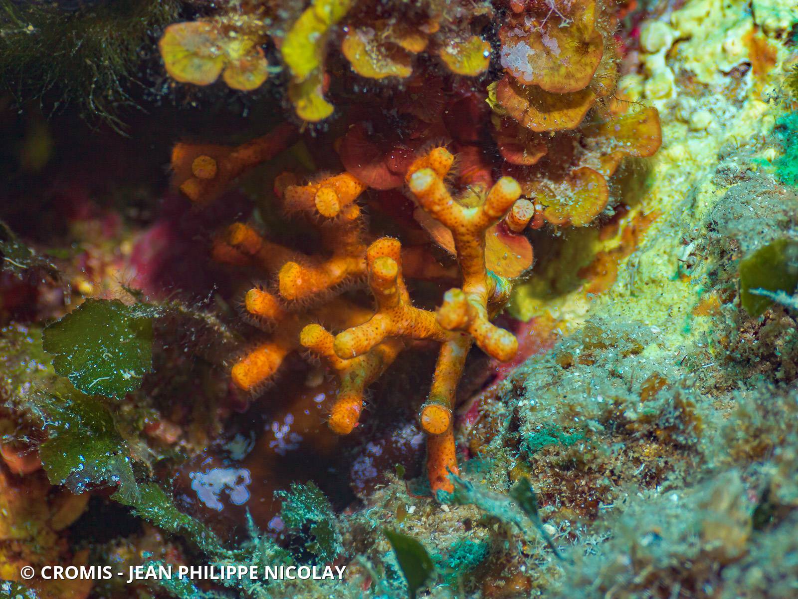 Faux corail