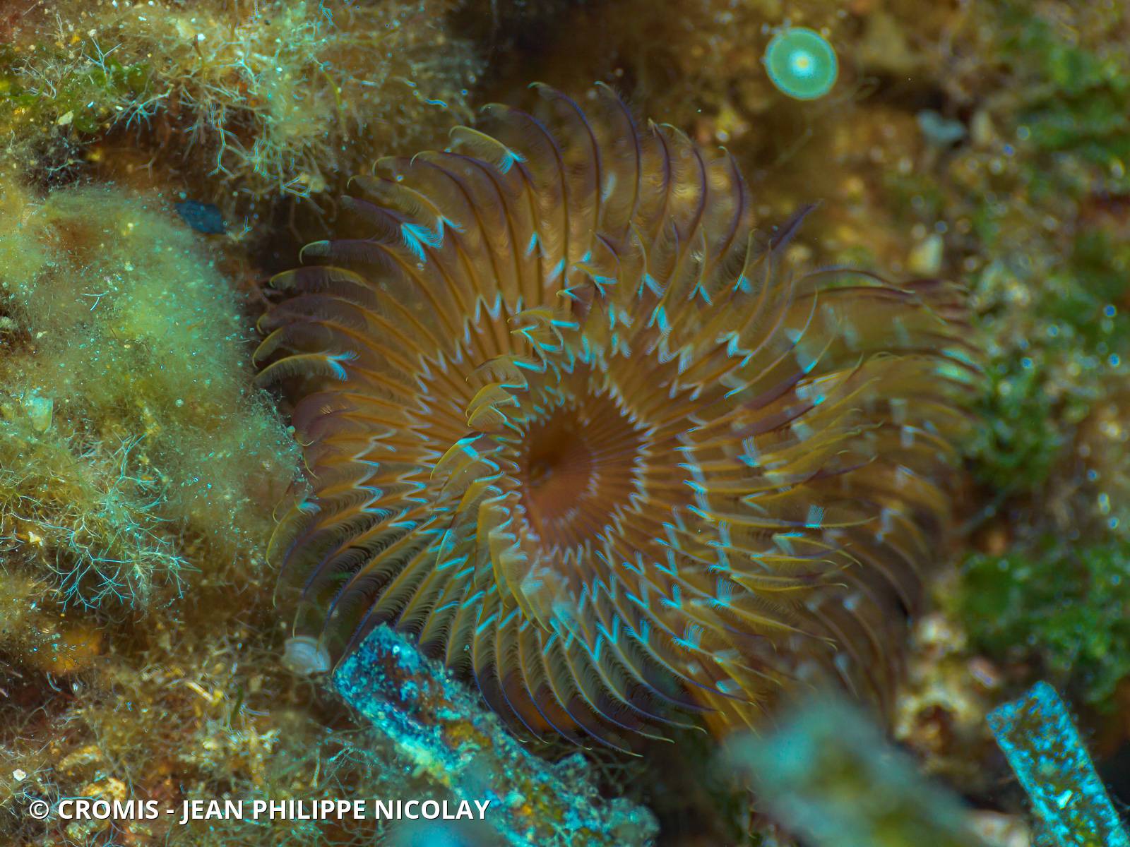 Bispire