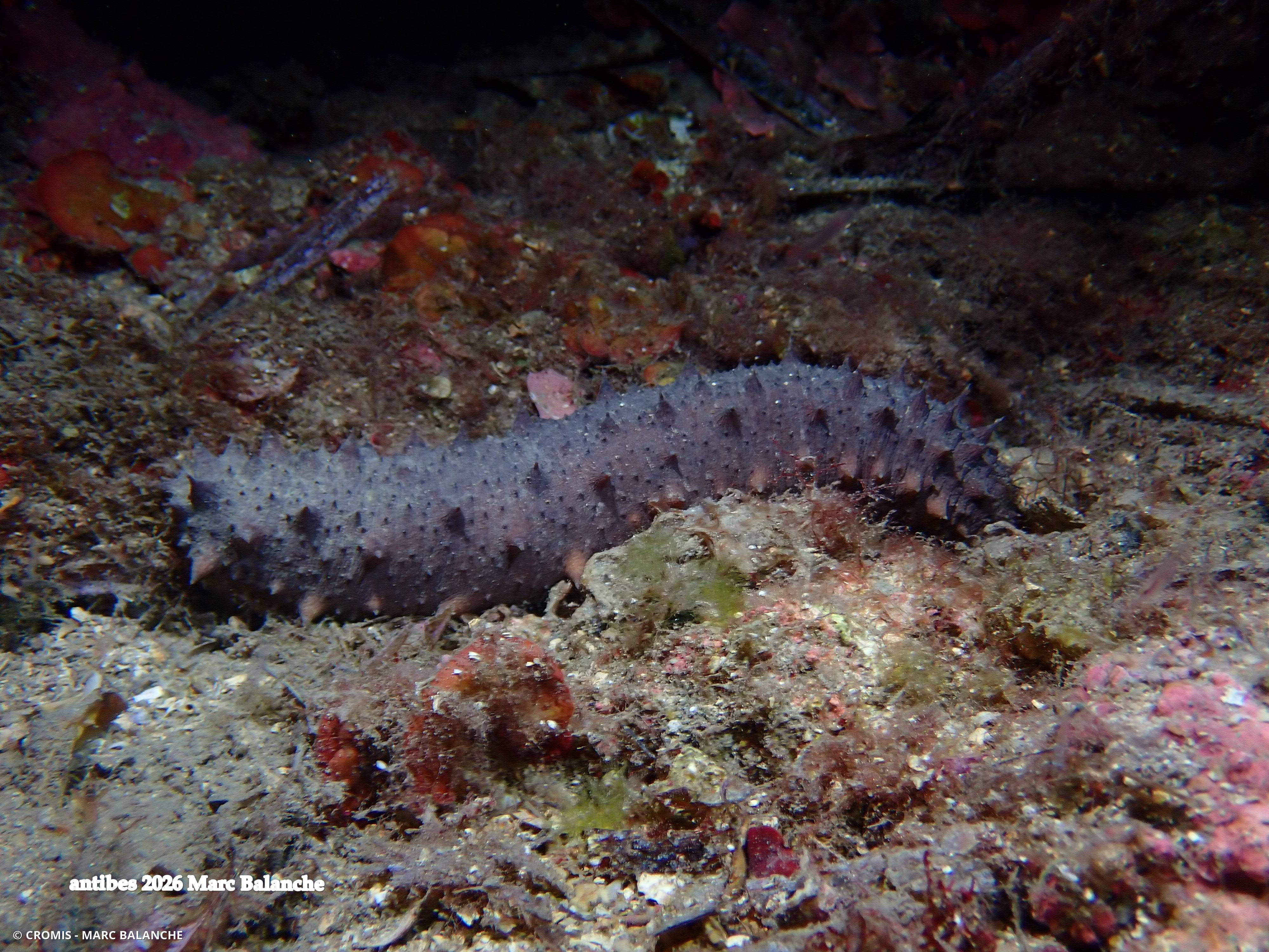 Holothurie tubuleuse