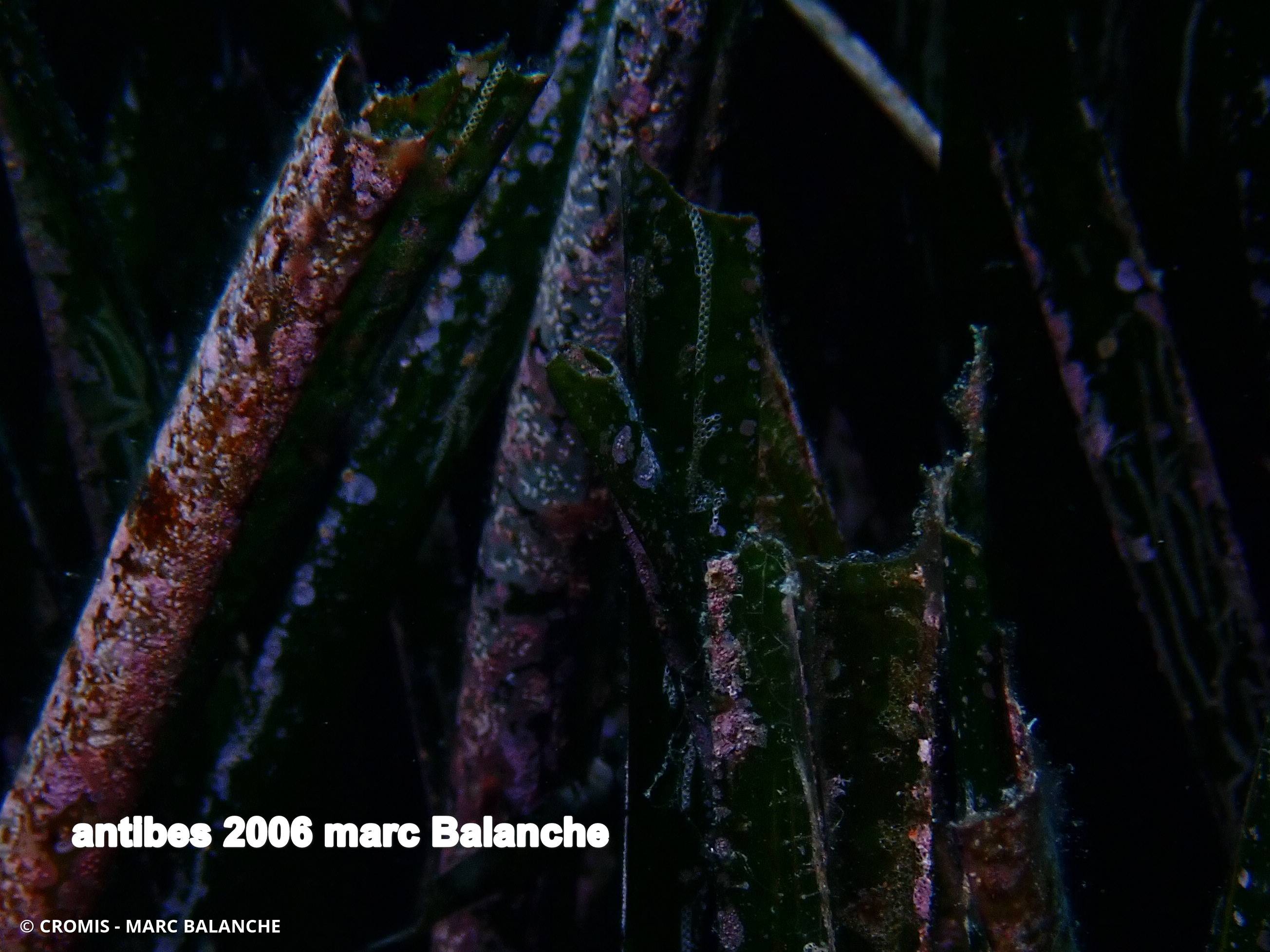Bryozoaire de la posidonie