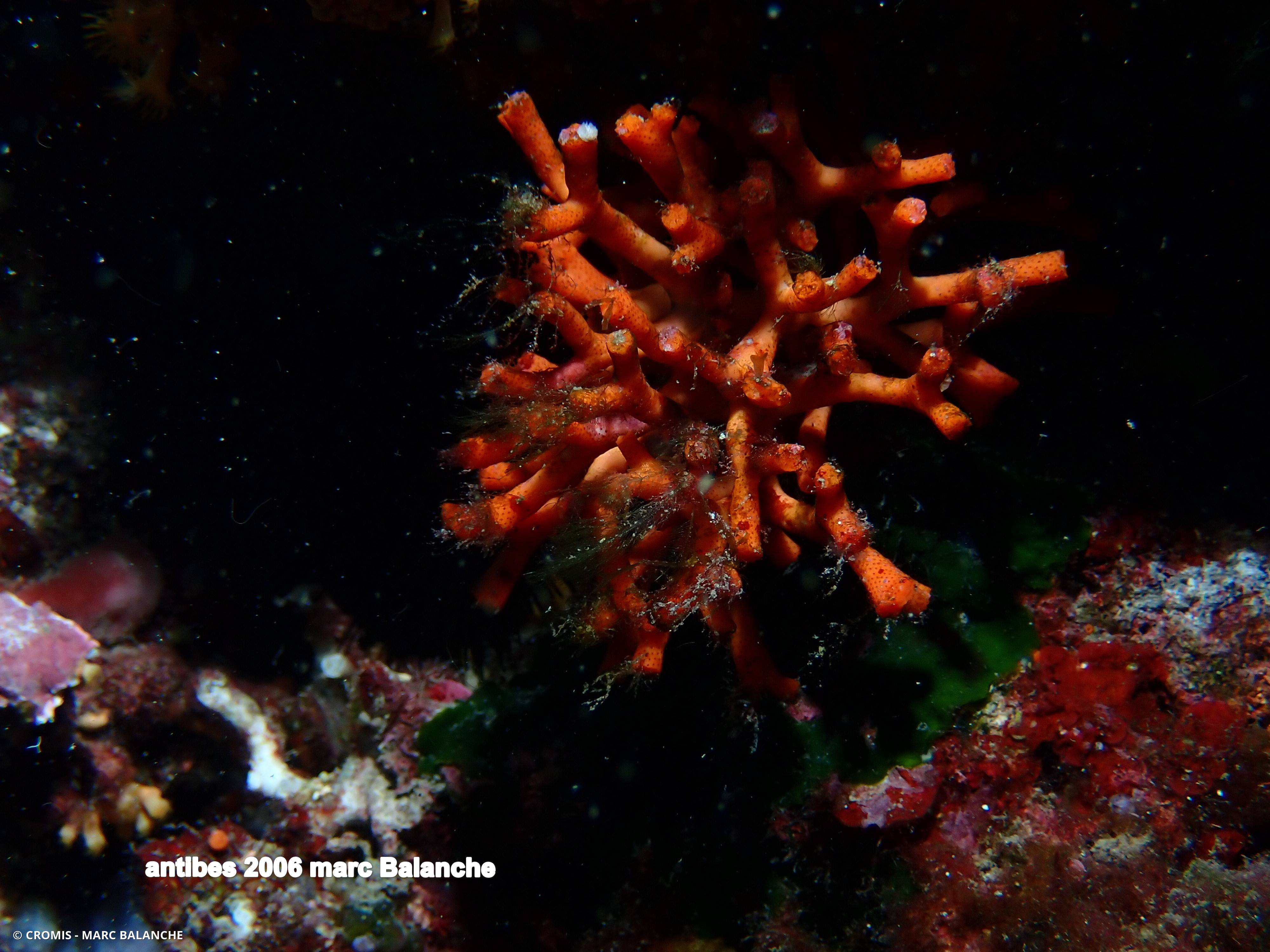 Faux corail
