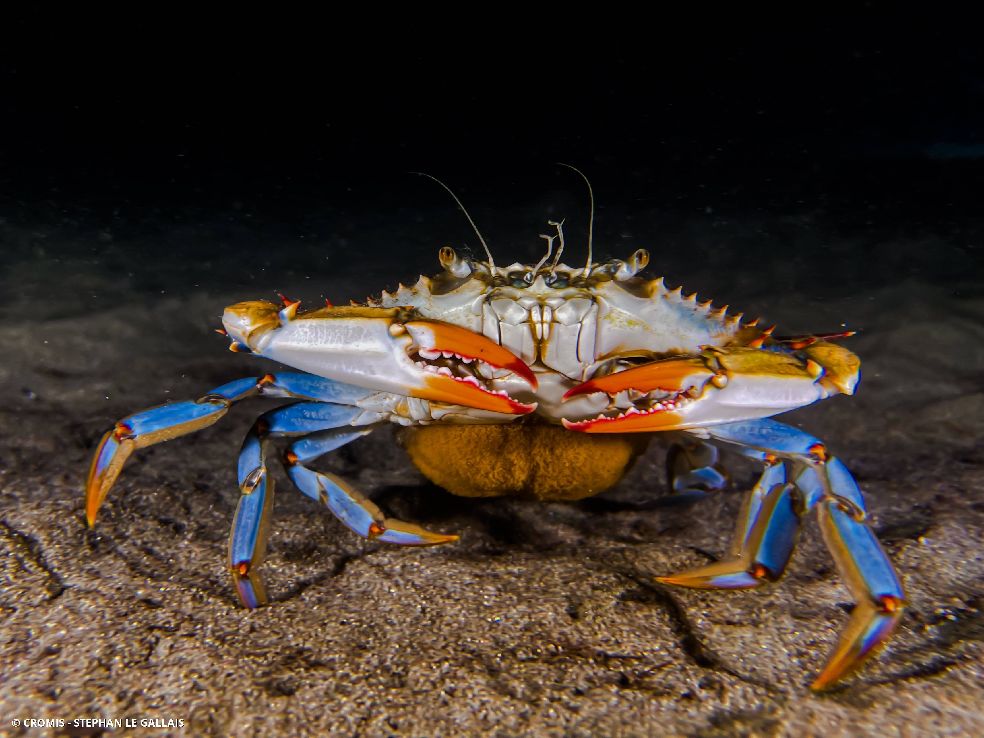 Crabe bleu américain