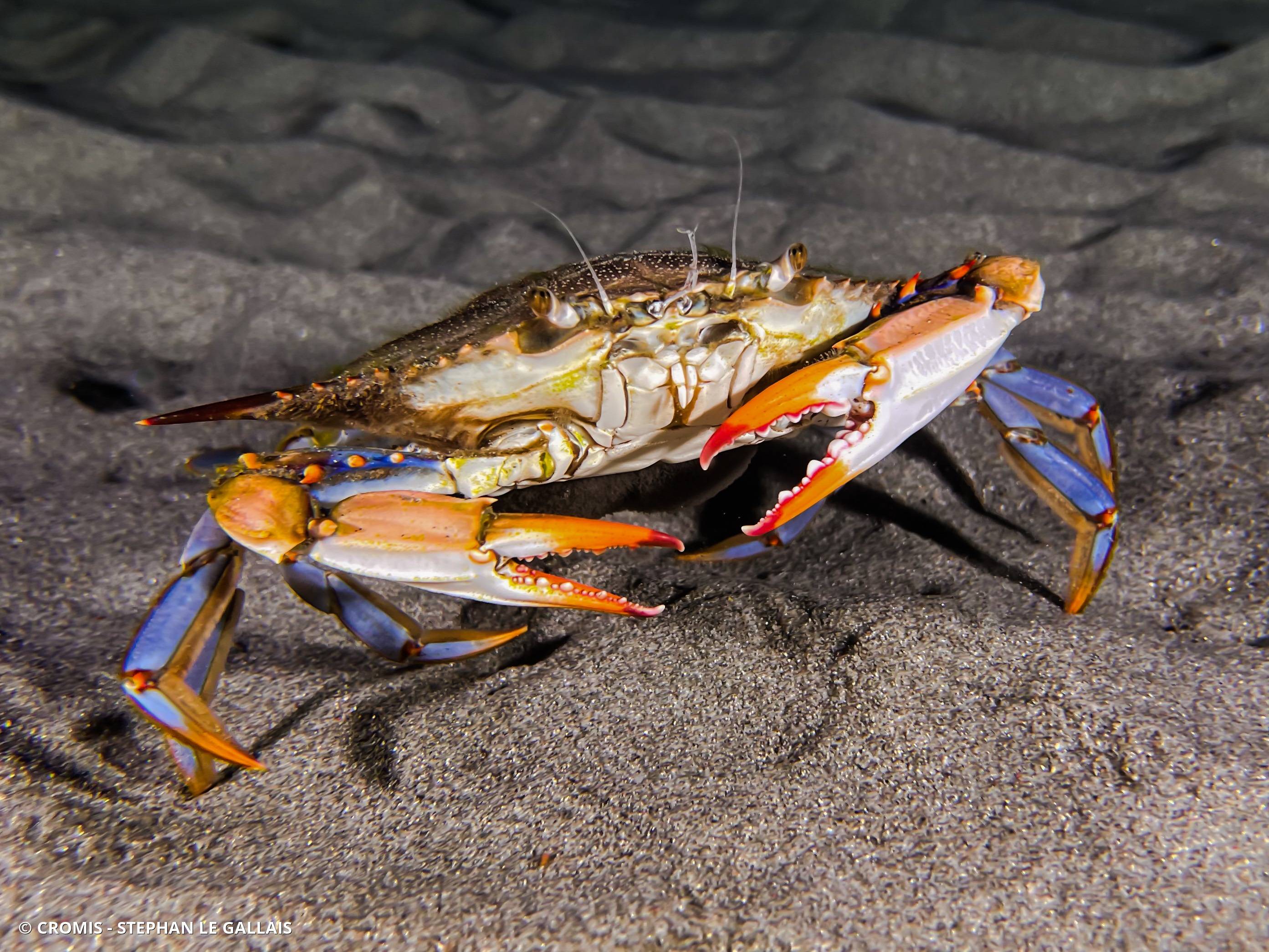 Crabe bleu américain