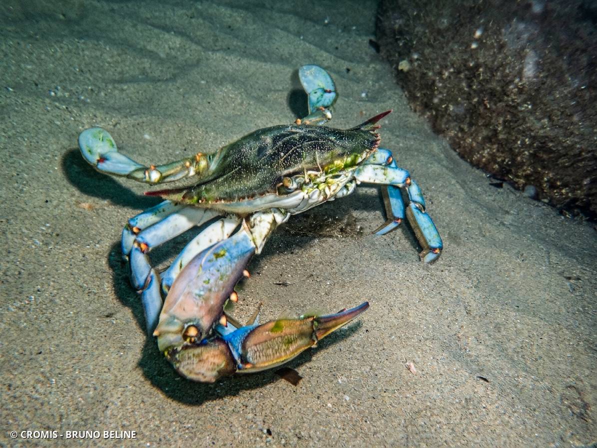 Crabe bleu américain