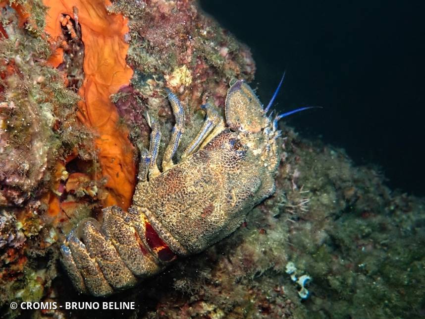 Grande cigale de mer