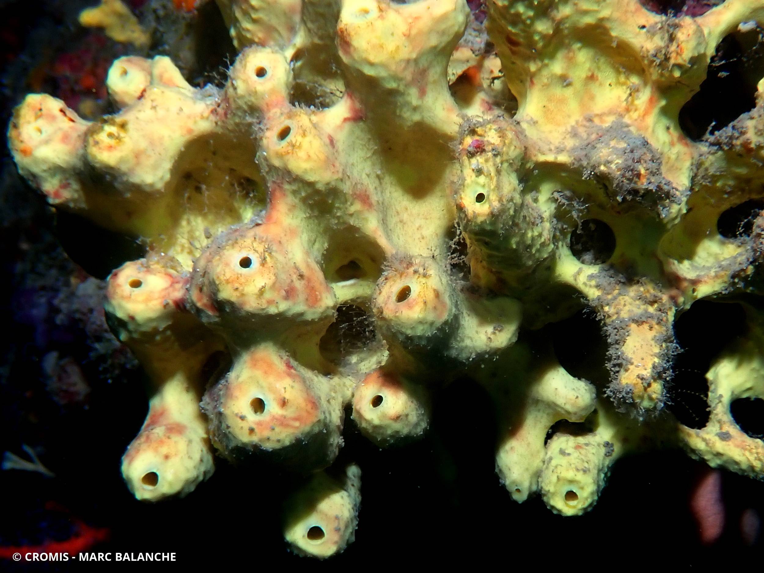 Eponge cavernicole jaune