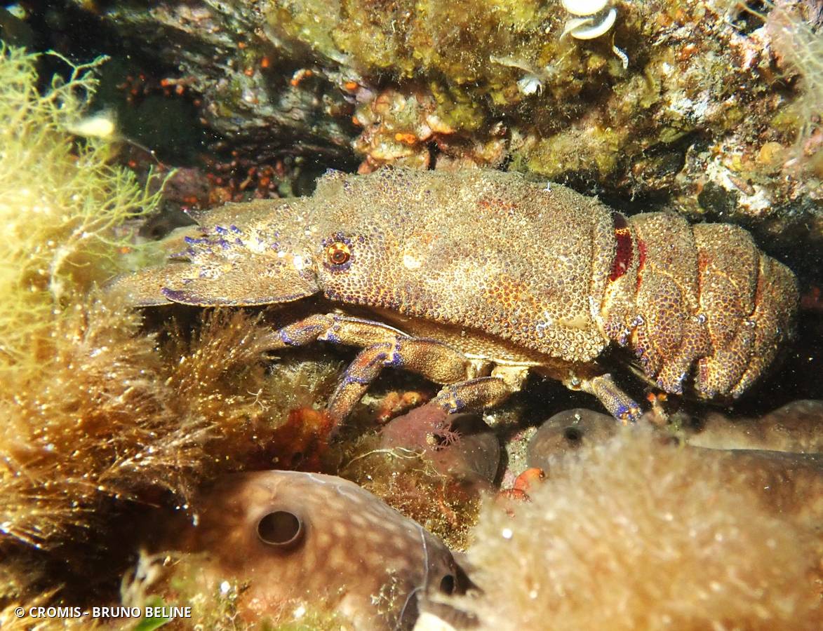 Grande cigale de mer