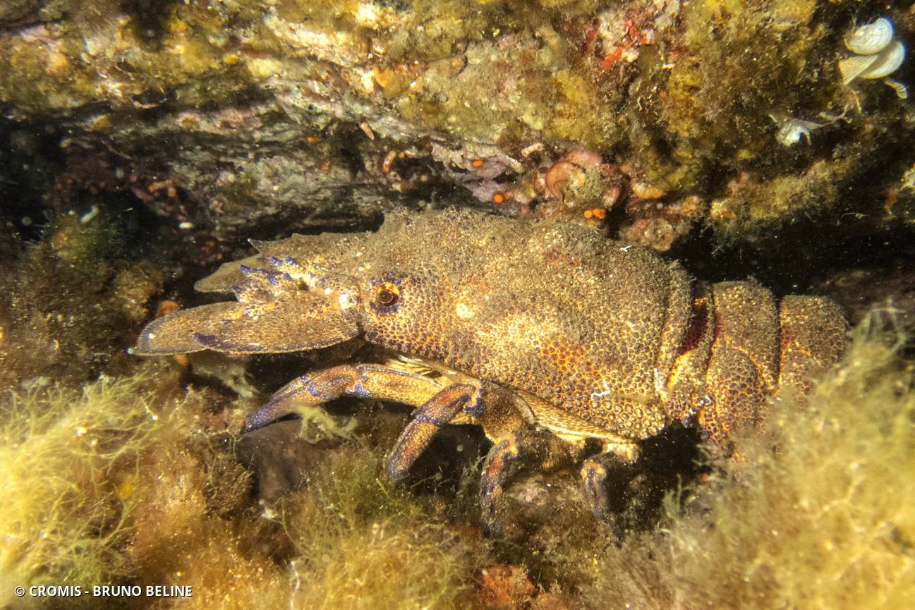 Grande cigale de mer