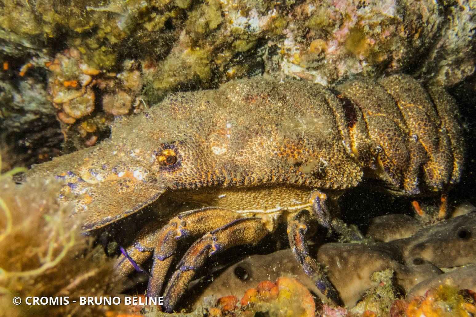 Grande cigale de mer