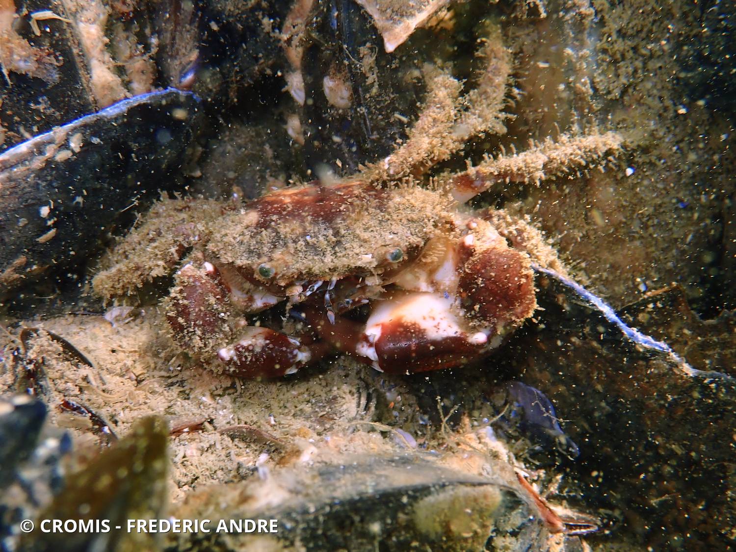 Pilumne hirsute