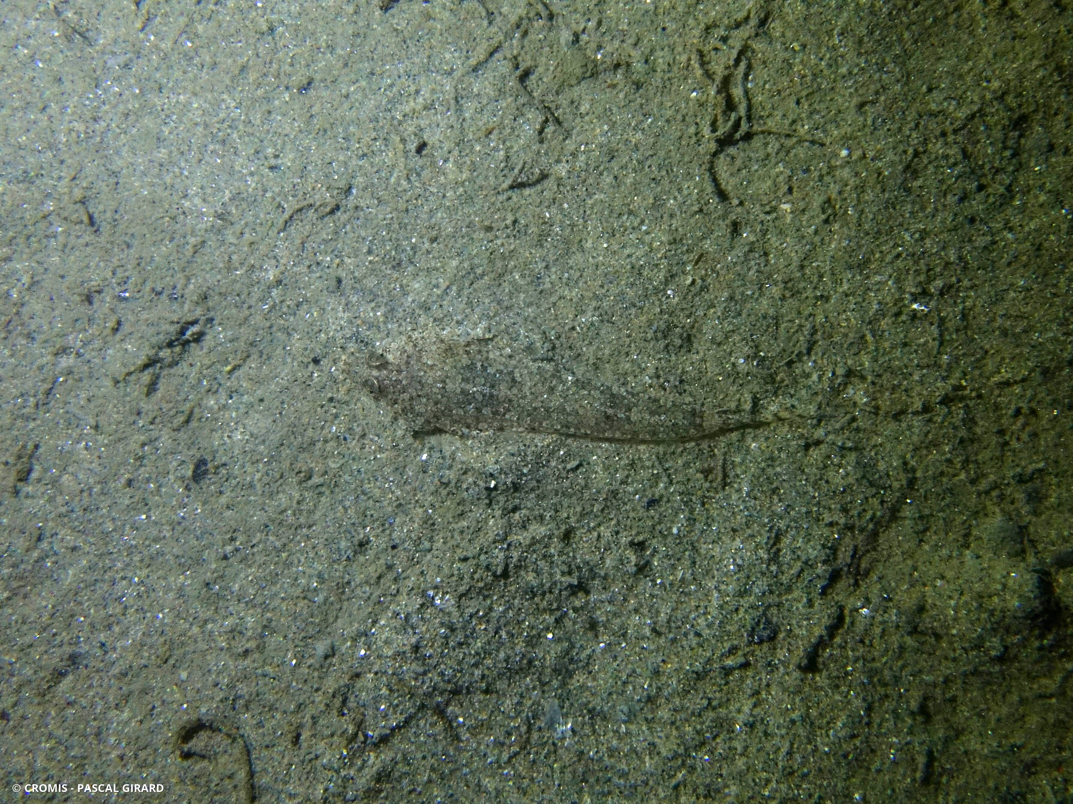 Callionyme bélène