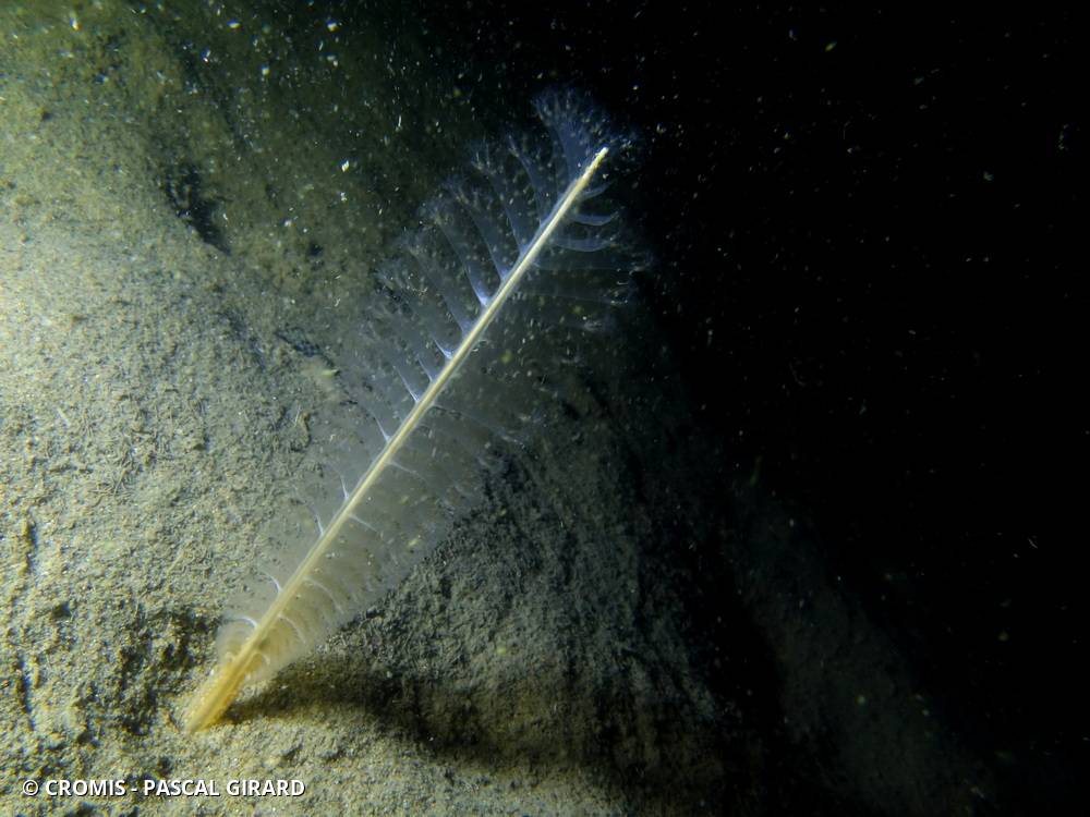 Plume élégante