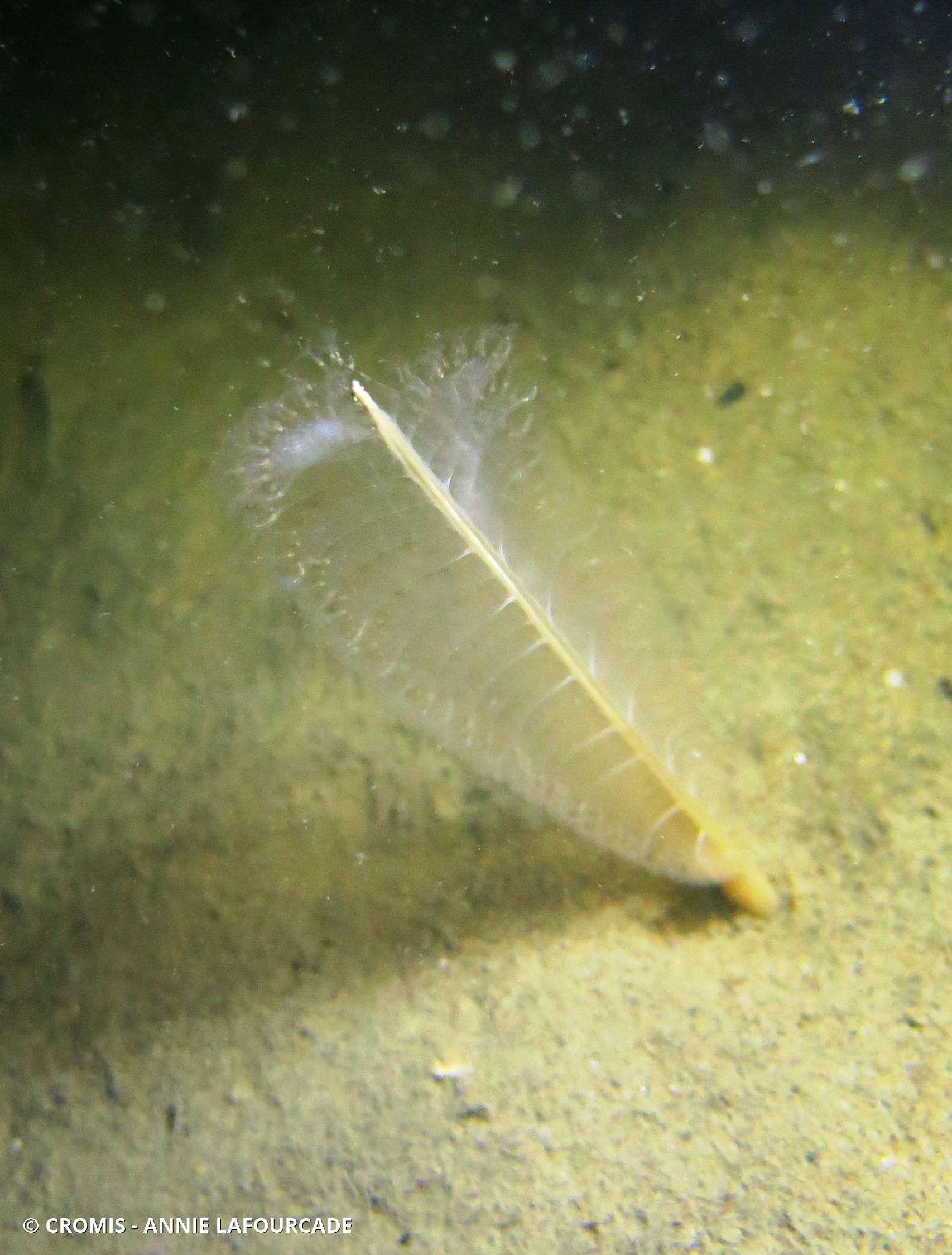 Plume élégante