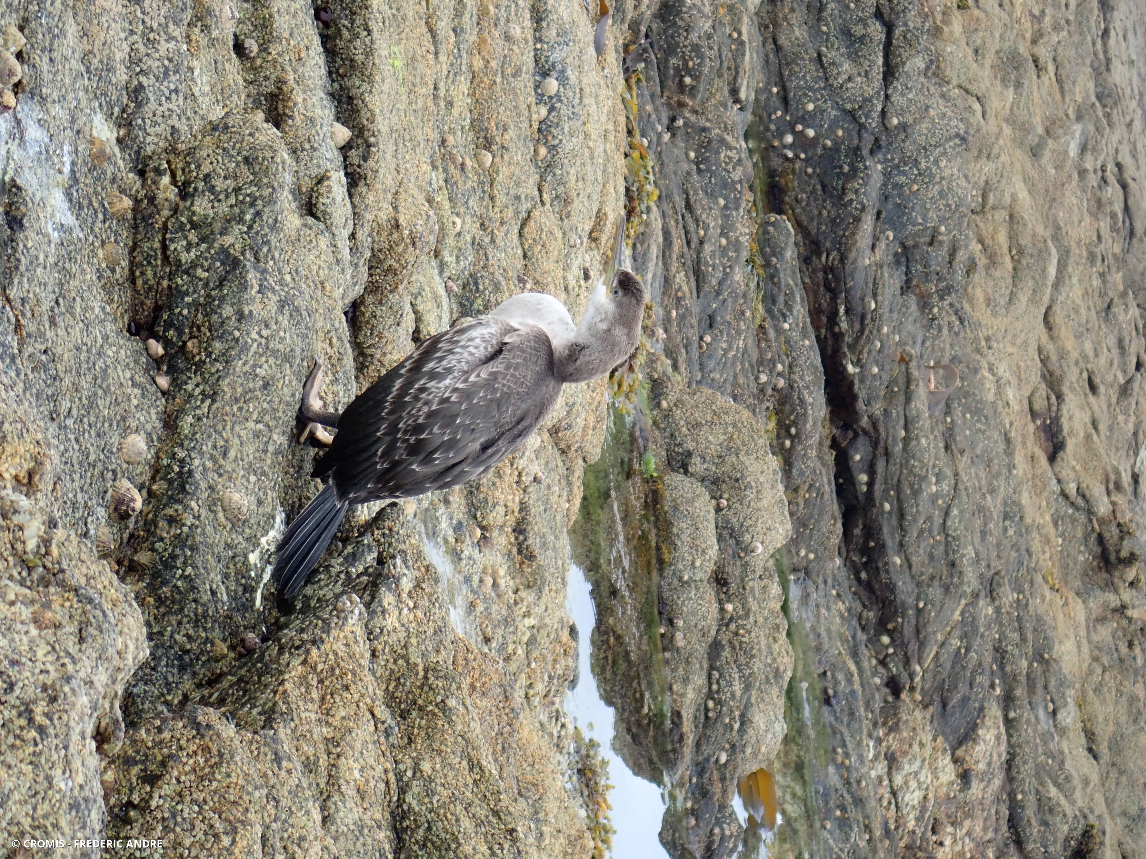 Grand cormoran