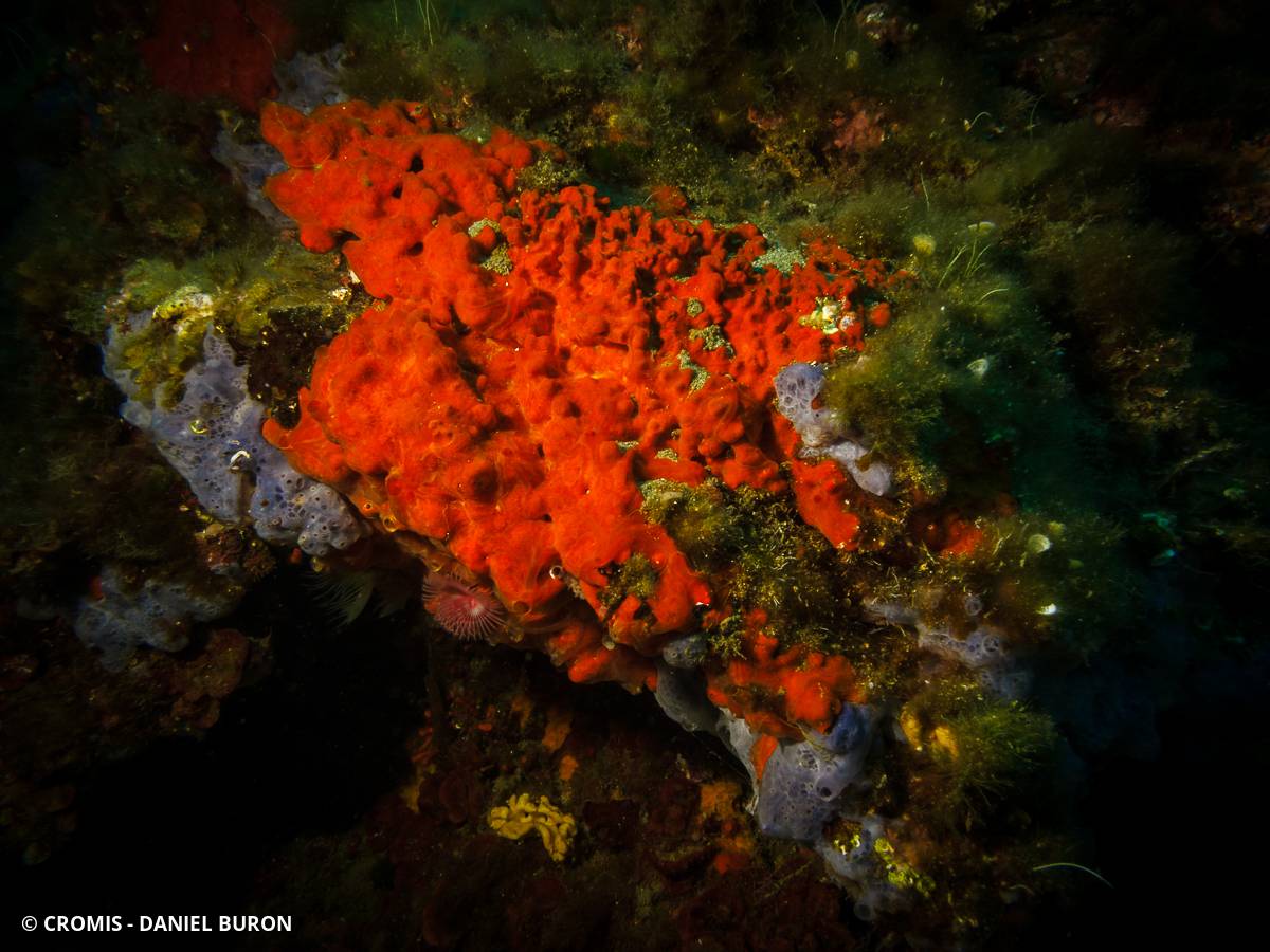Eponge encroûtante orange-rouge