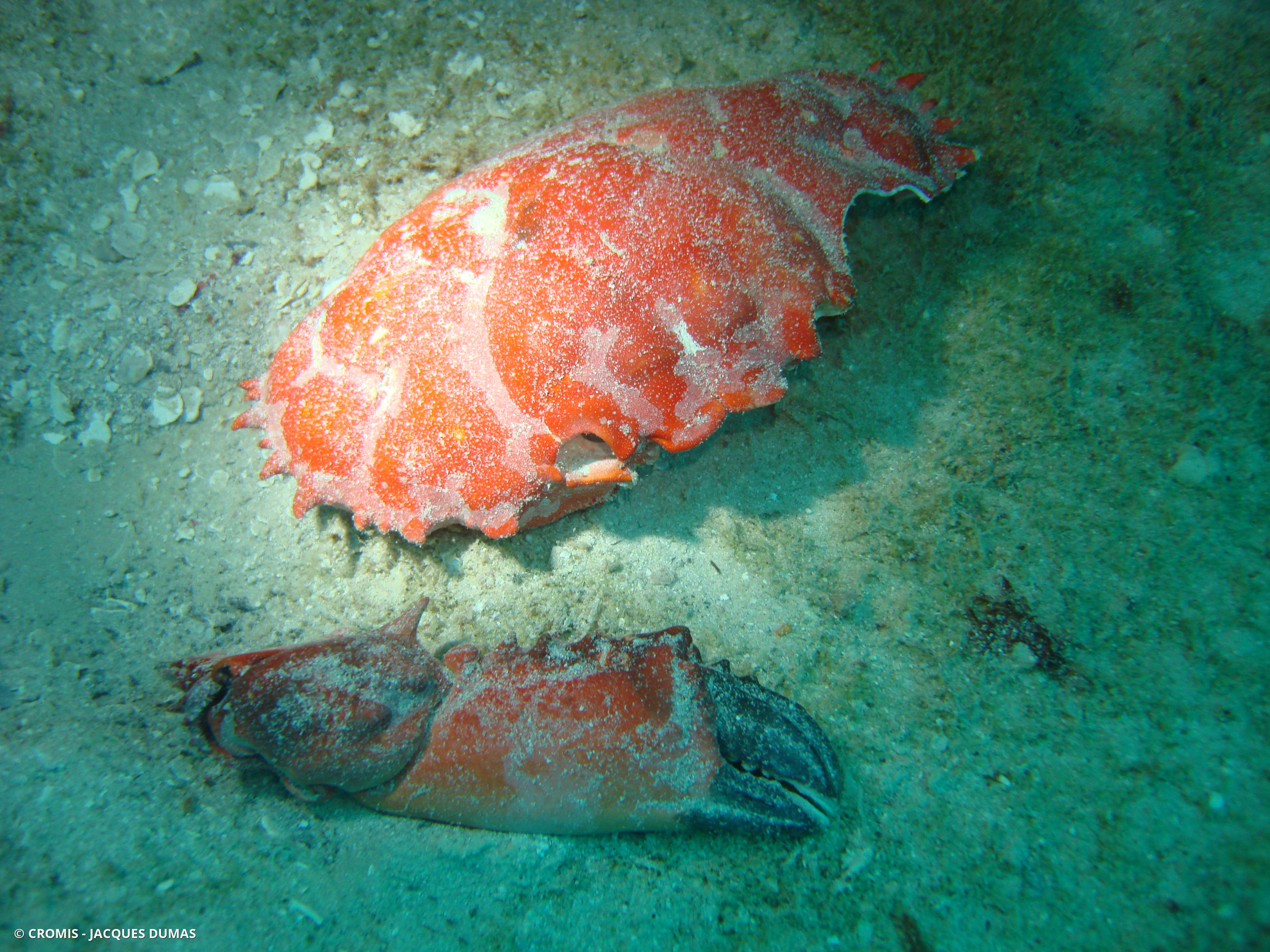 Crabe splendide