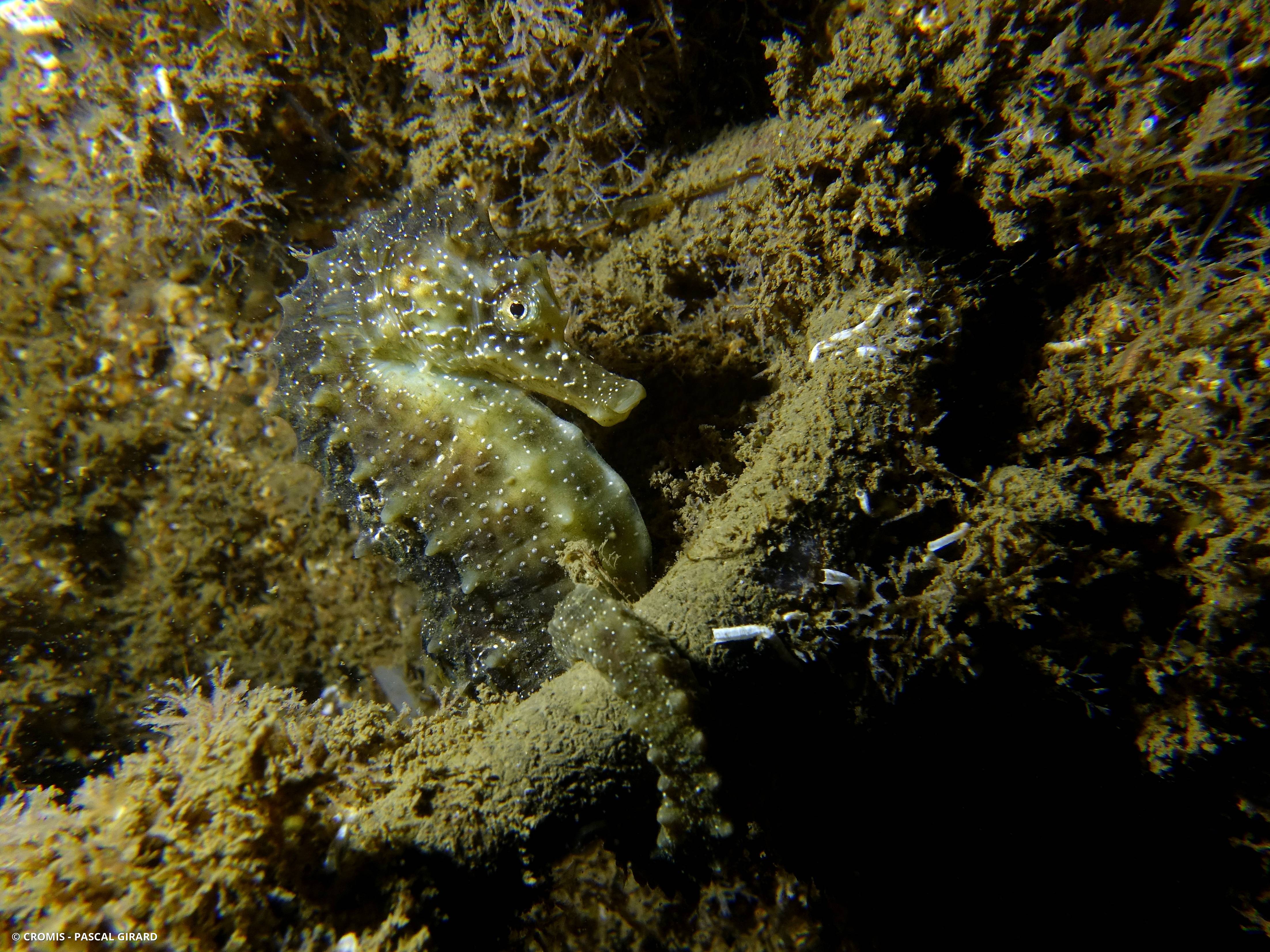 Hippocampe moucheté