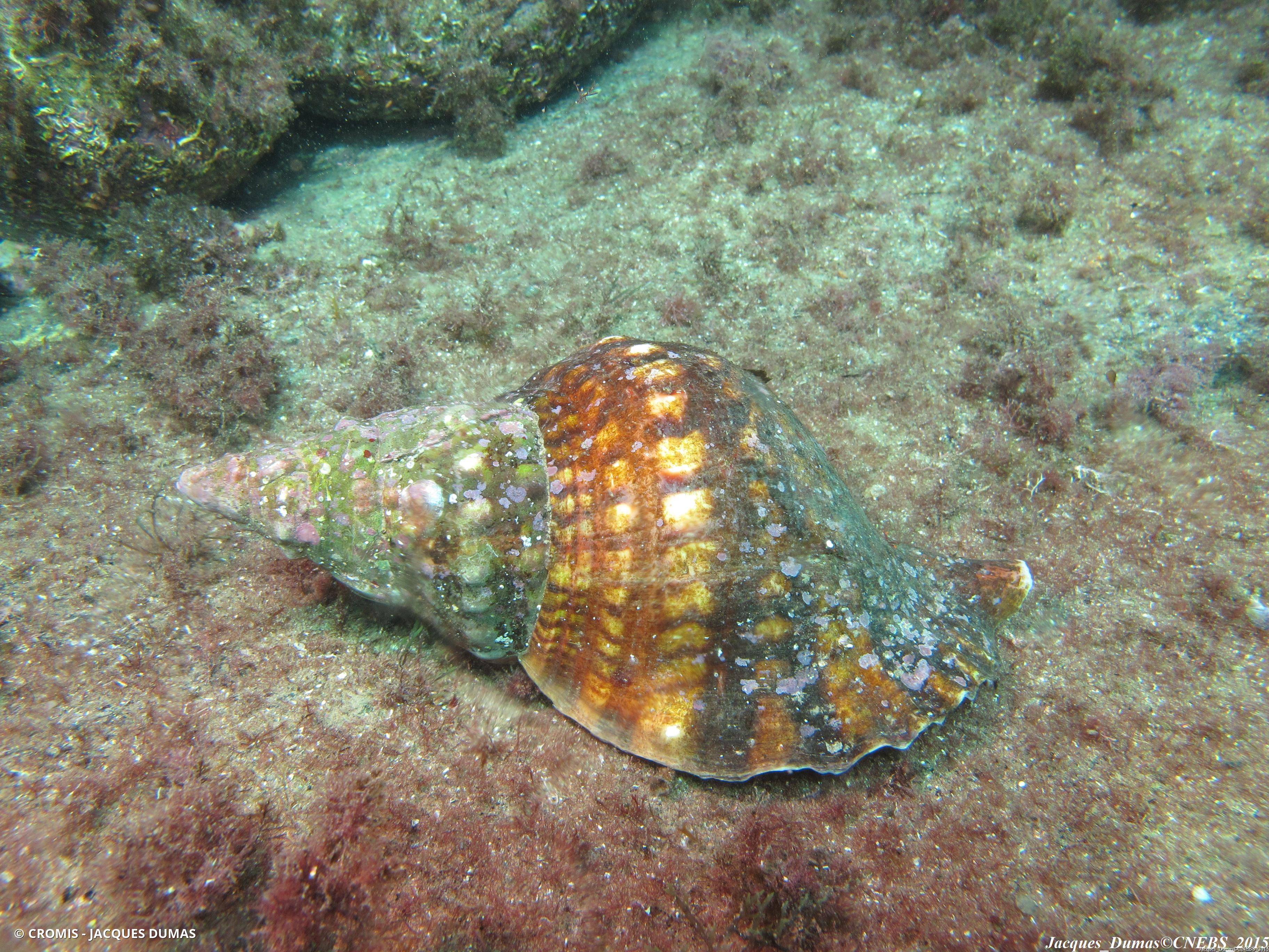 Triton dentelé