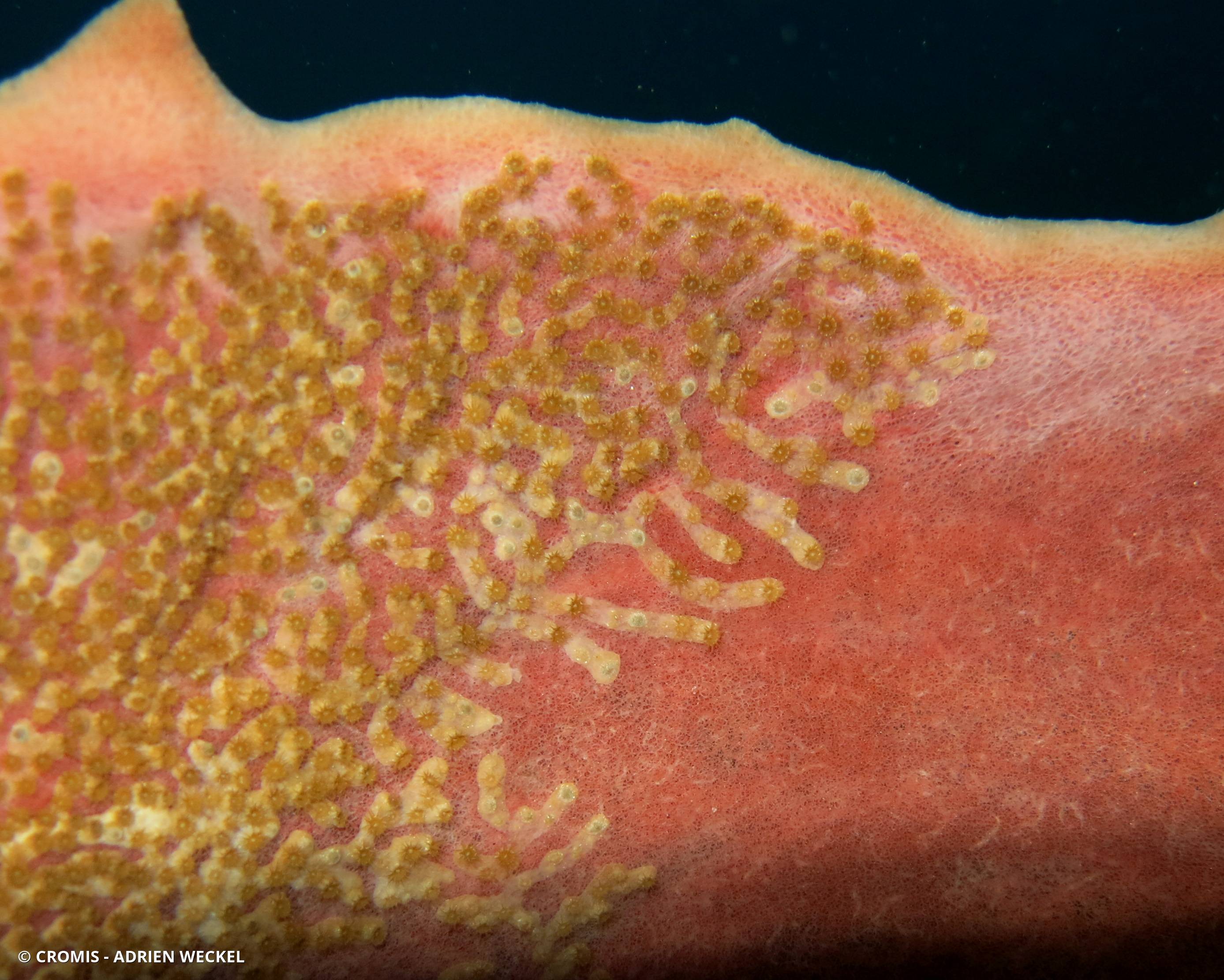 Zoanthaire éponge en chaînette