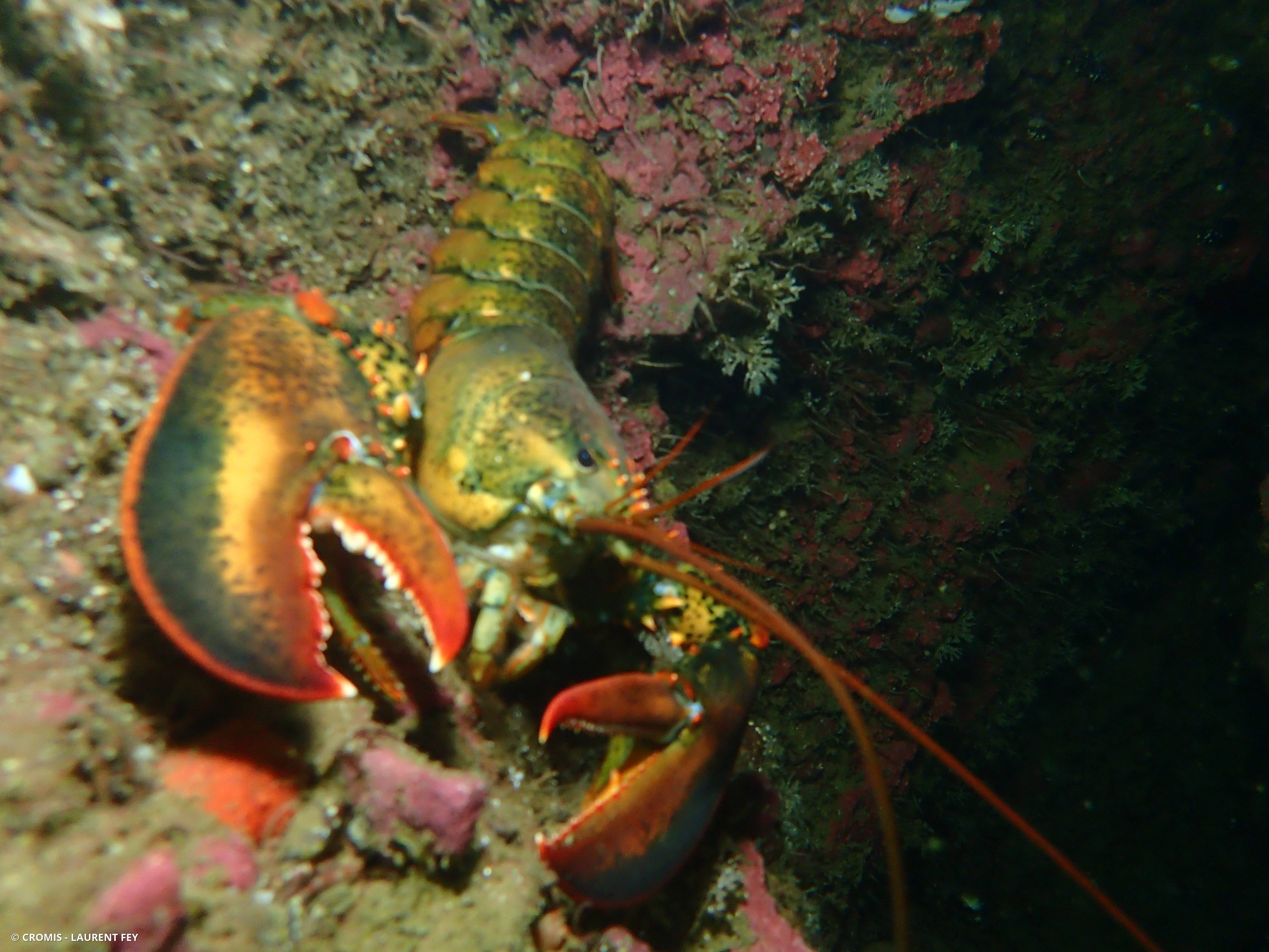 Homard américain