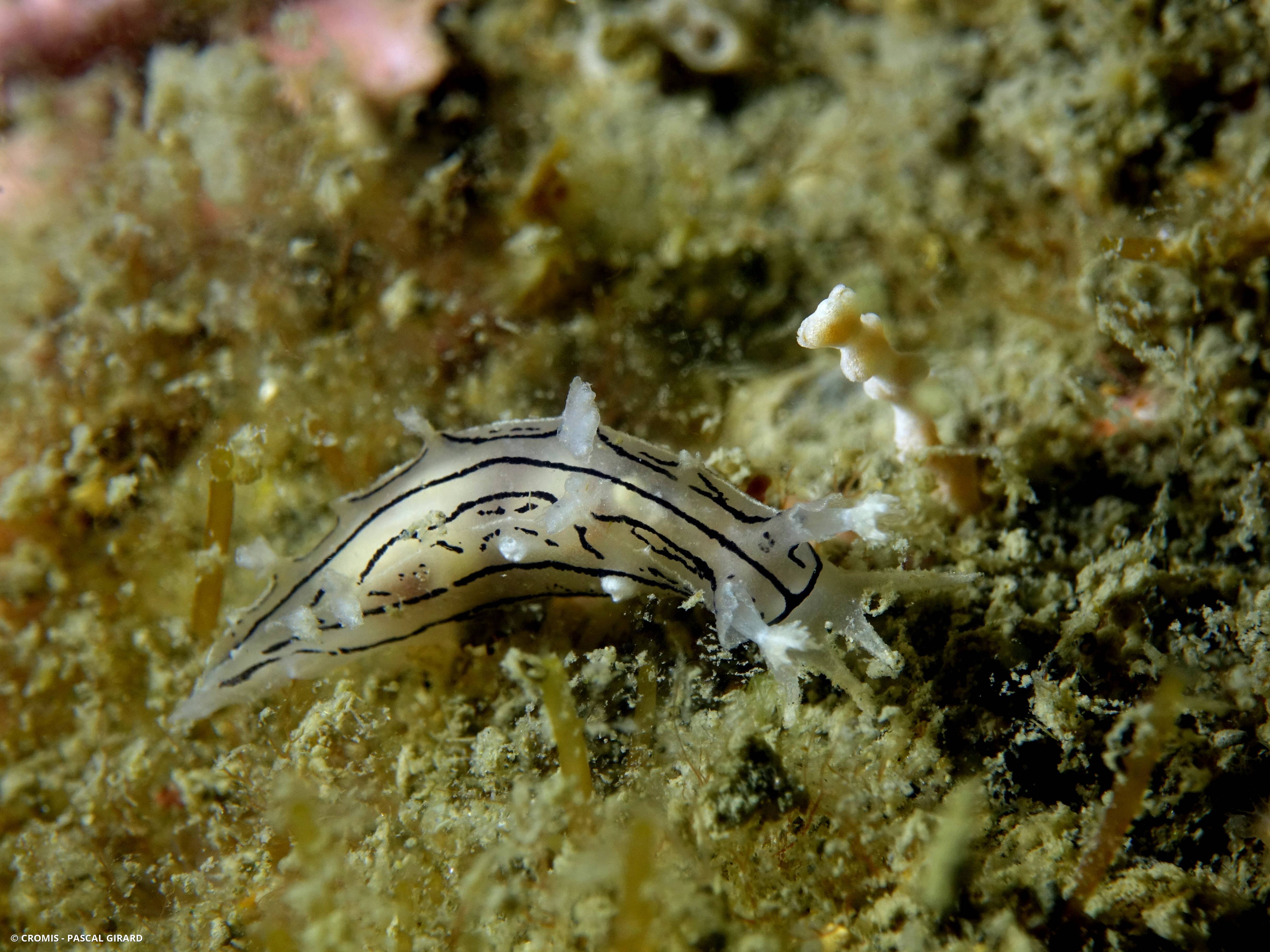 Tritonie striée