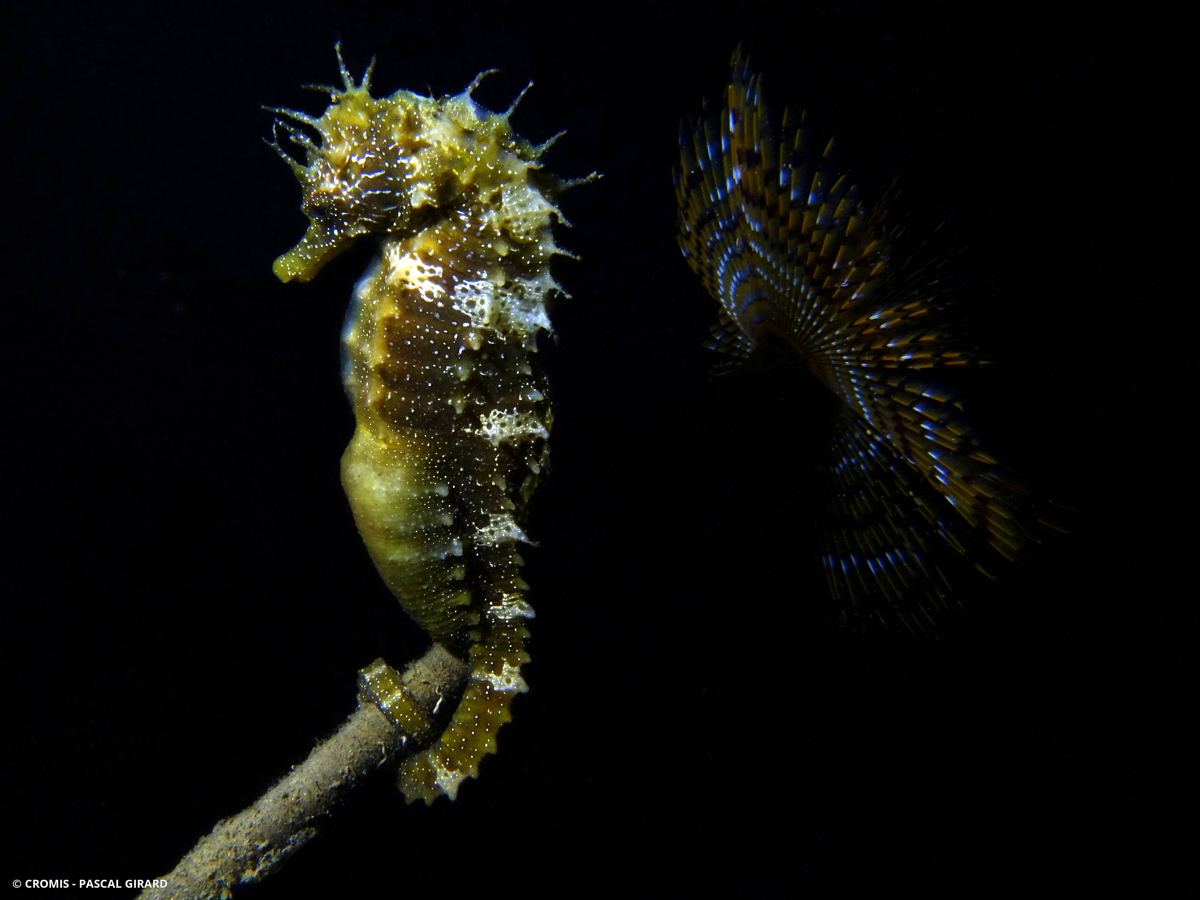 Hippocampe moucheté