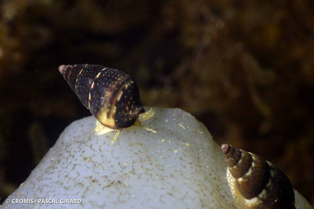 Tritia corniculum